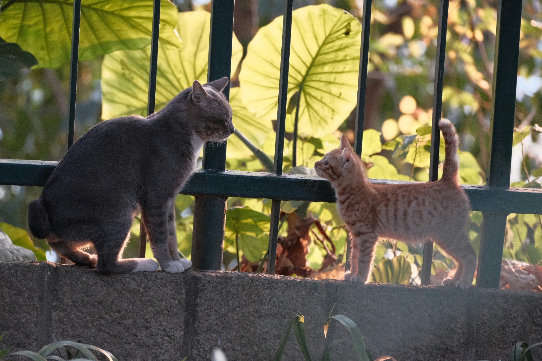 二匹の猫がフェンスの前で対面しているシーン　背景には緑の葉が広がっている