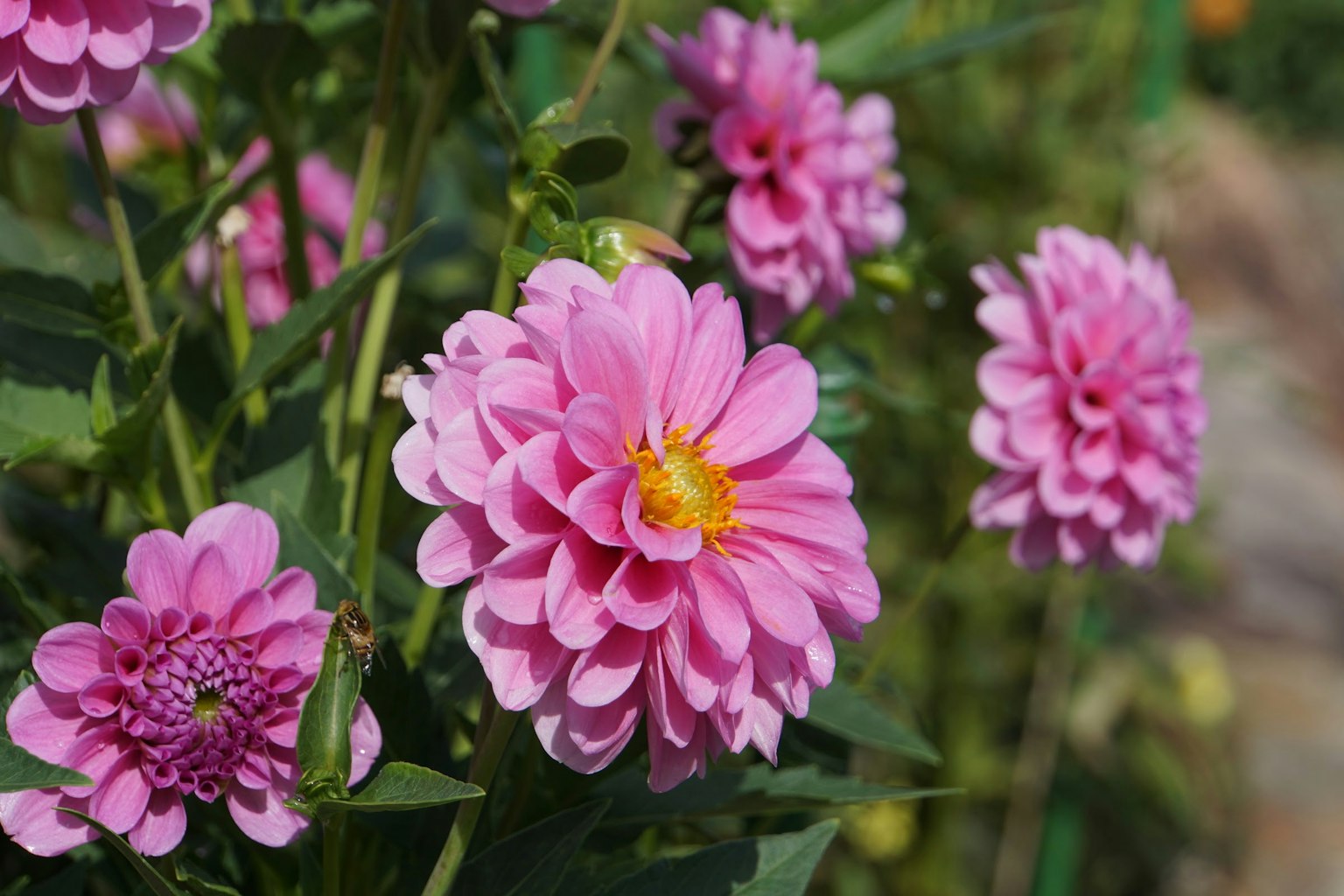 Fiori rosa vibranti che fioriscono in un giardino
