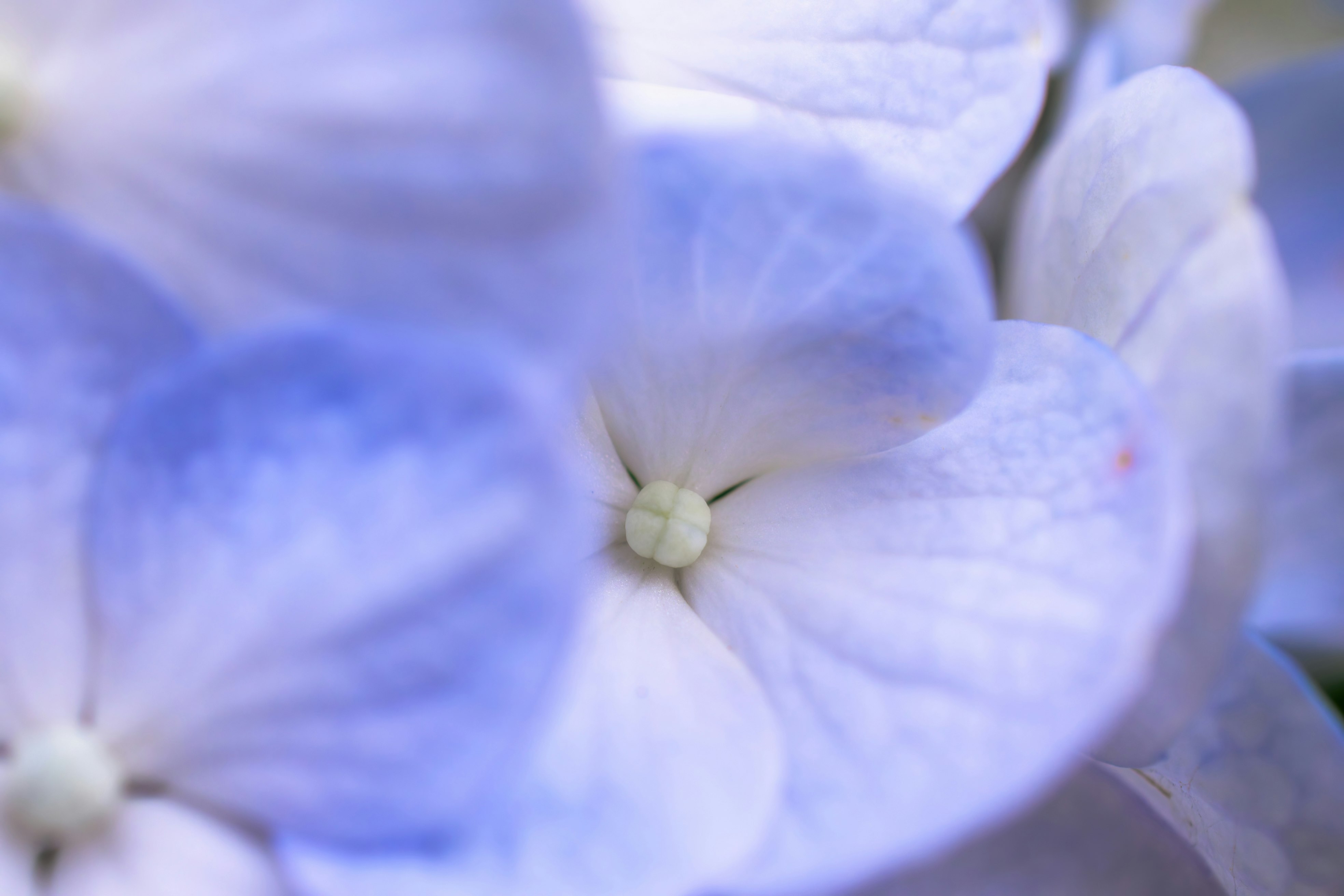 淡いブルーの花びらに包まれた白い花のクローズアップ