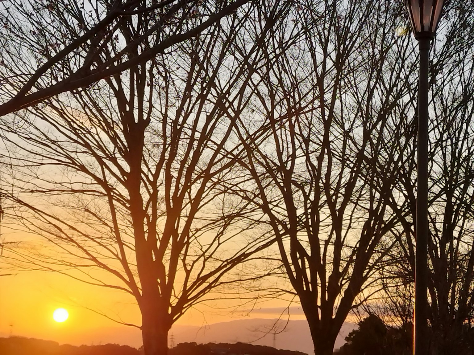夕阳西下的景色，光秃的树木和街灯