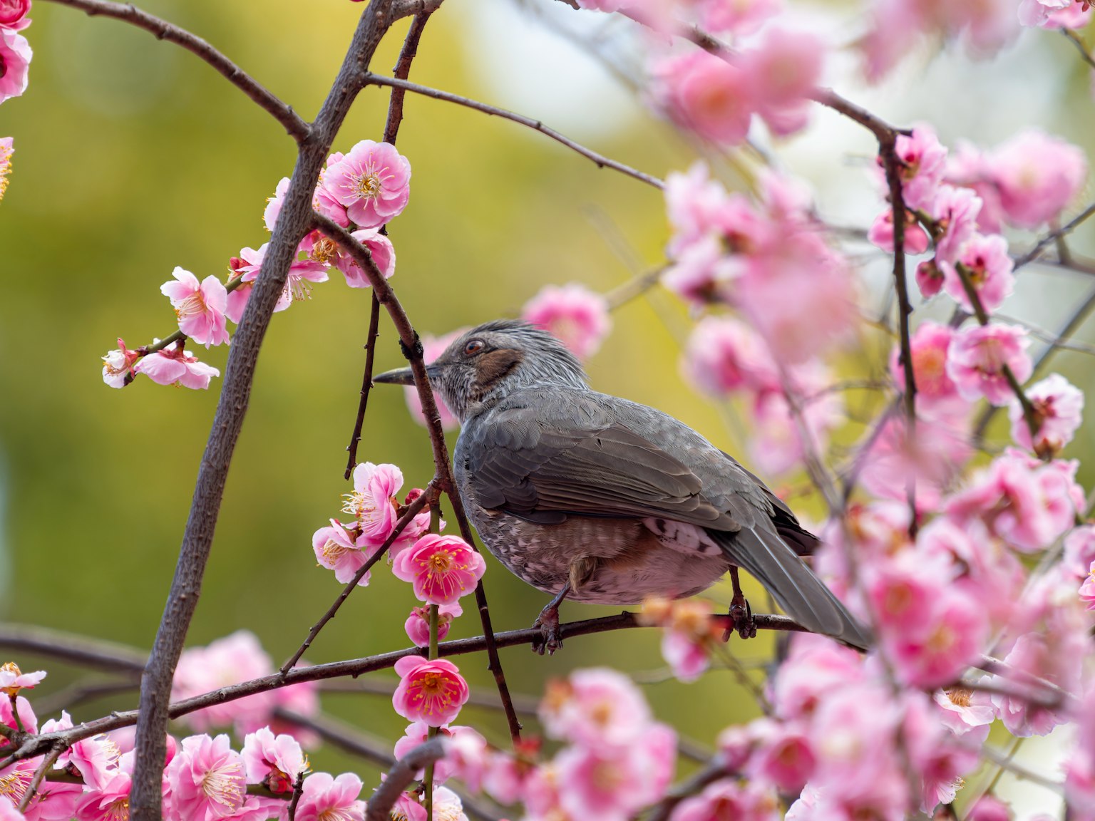 A bird perched among pink cherry blossoms