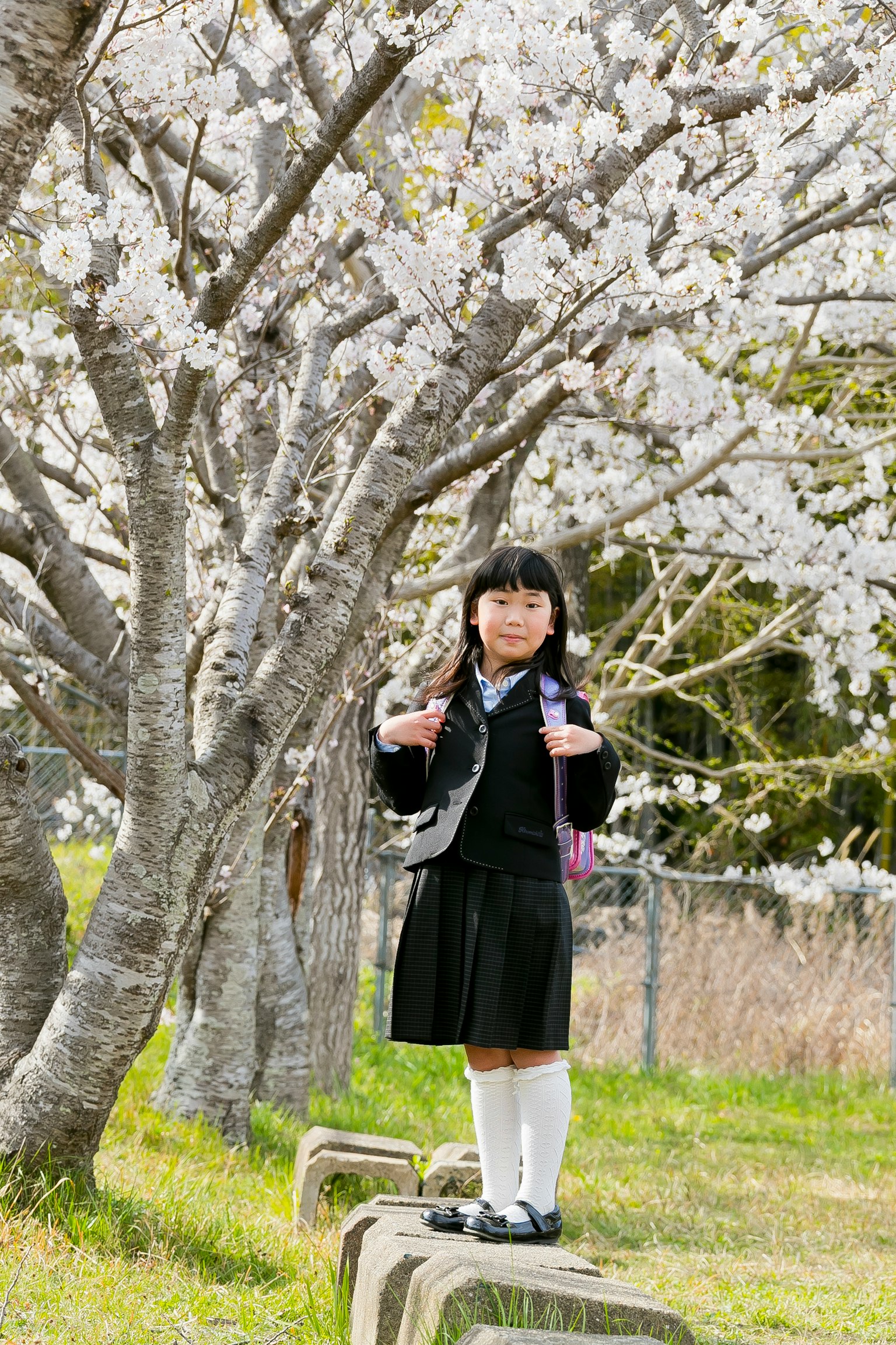 Girl standing under cherry blossoms, wearing black uniform and white socks, spring scenery