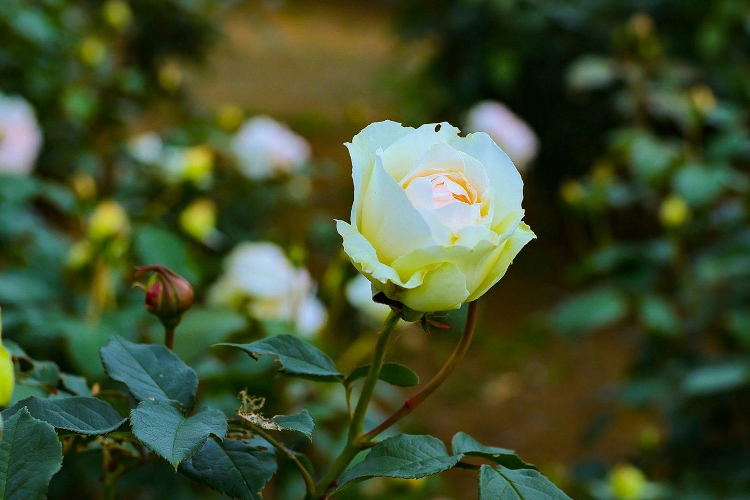 Une rose jaune pâle fleurissant parmi des feuilles vertes