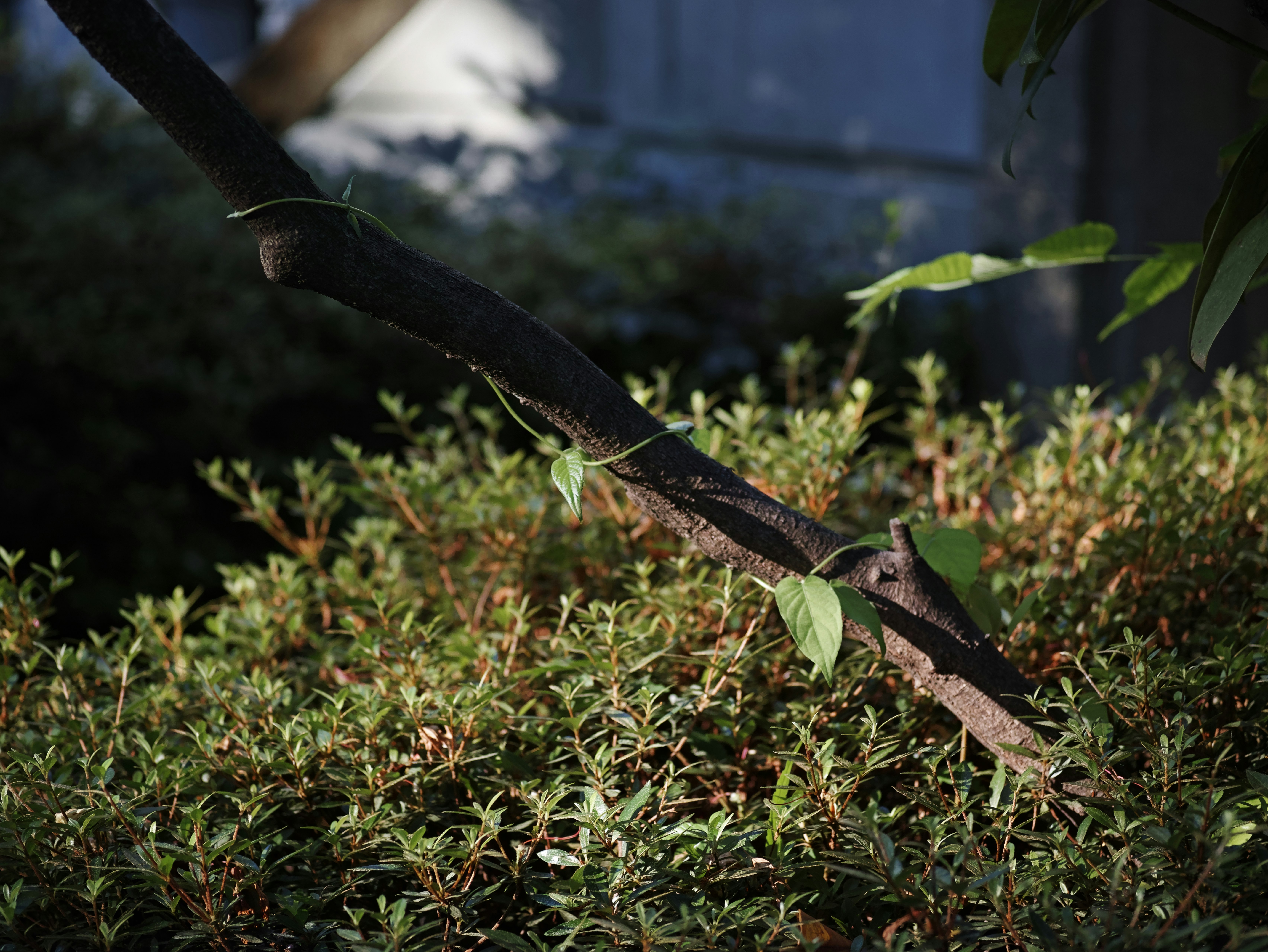 black metal garden stake with leafy shrubs
