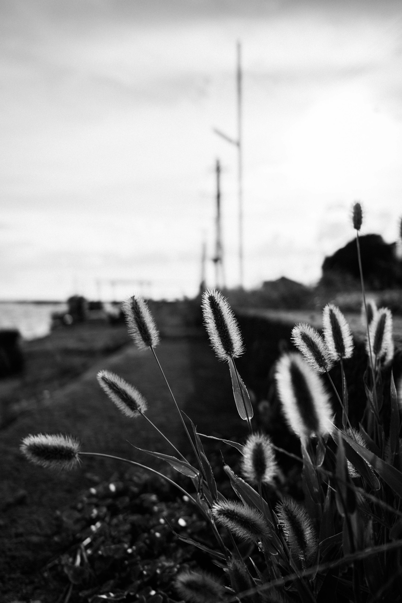 Paysage en noir et blanc avec de l'herbe en touffes et des poteaux au loin