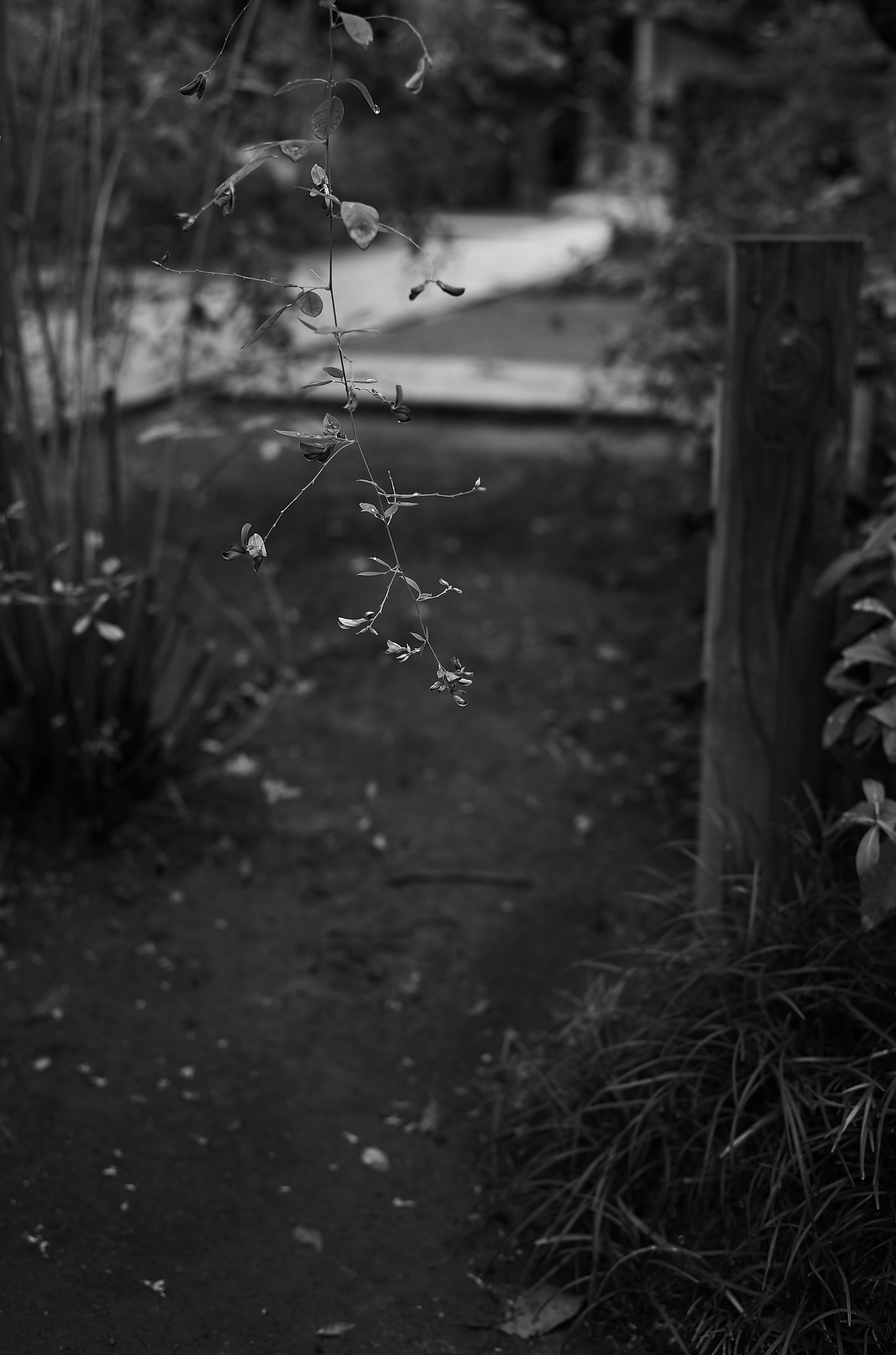 草むらの小さな花と奥の庭の小道