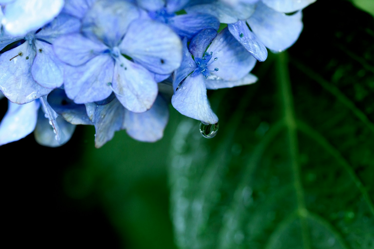 Primo piano di fiori di ortensia blu con foglie verdi
