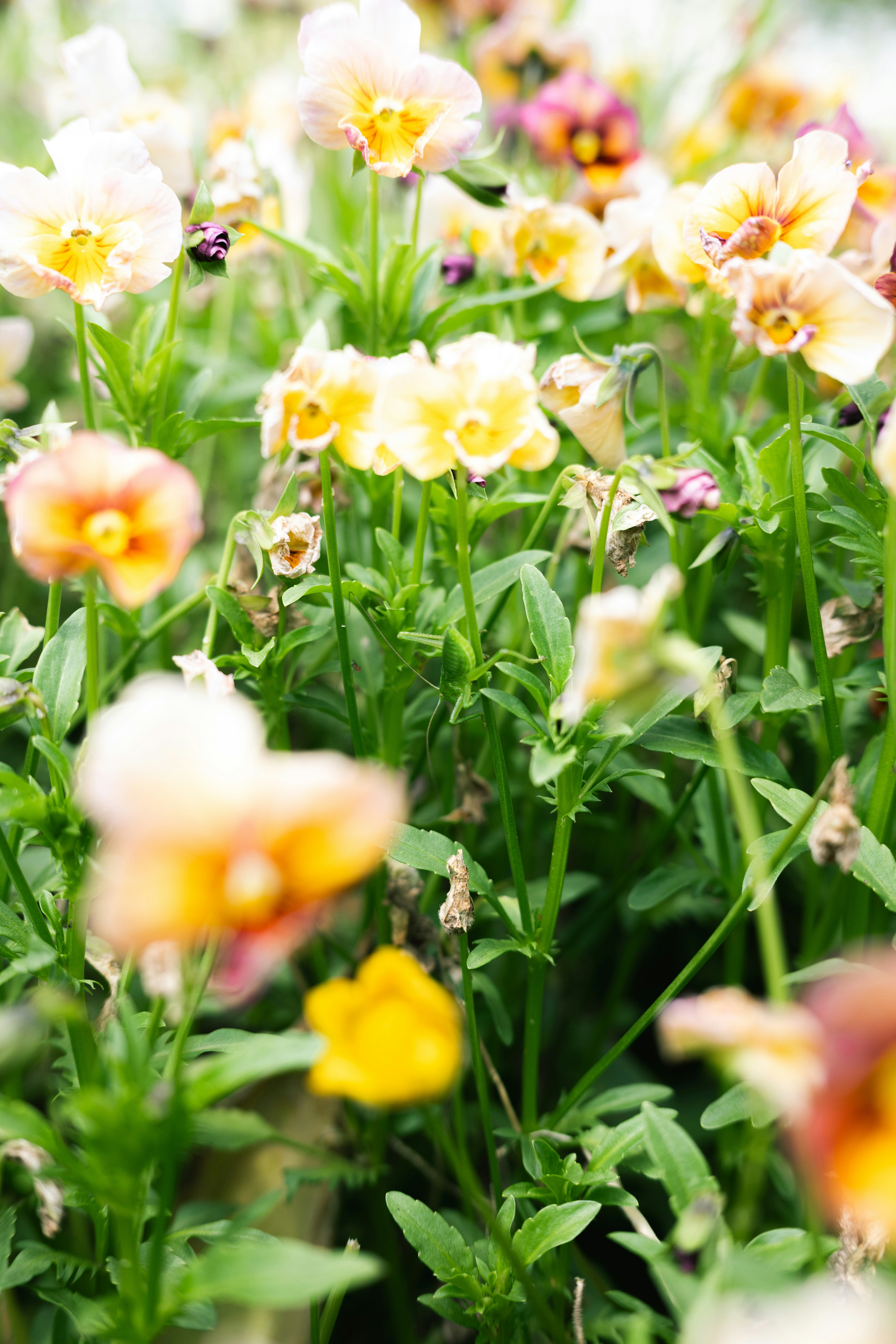 色とりどりの花が咲く草地のクローズアップ