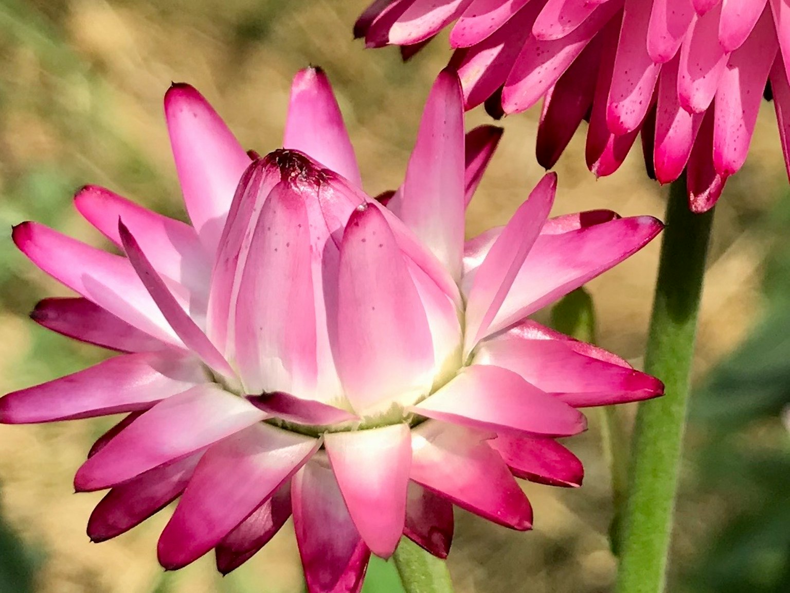 Fiore rosa vivace con steli verdi