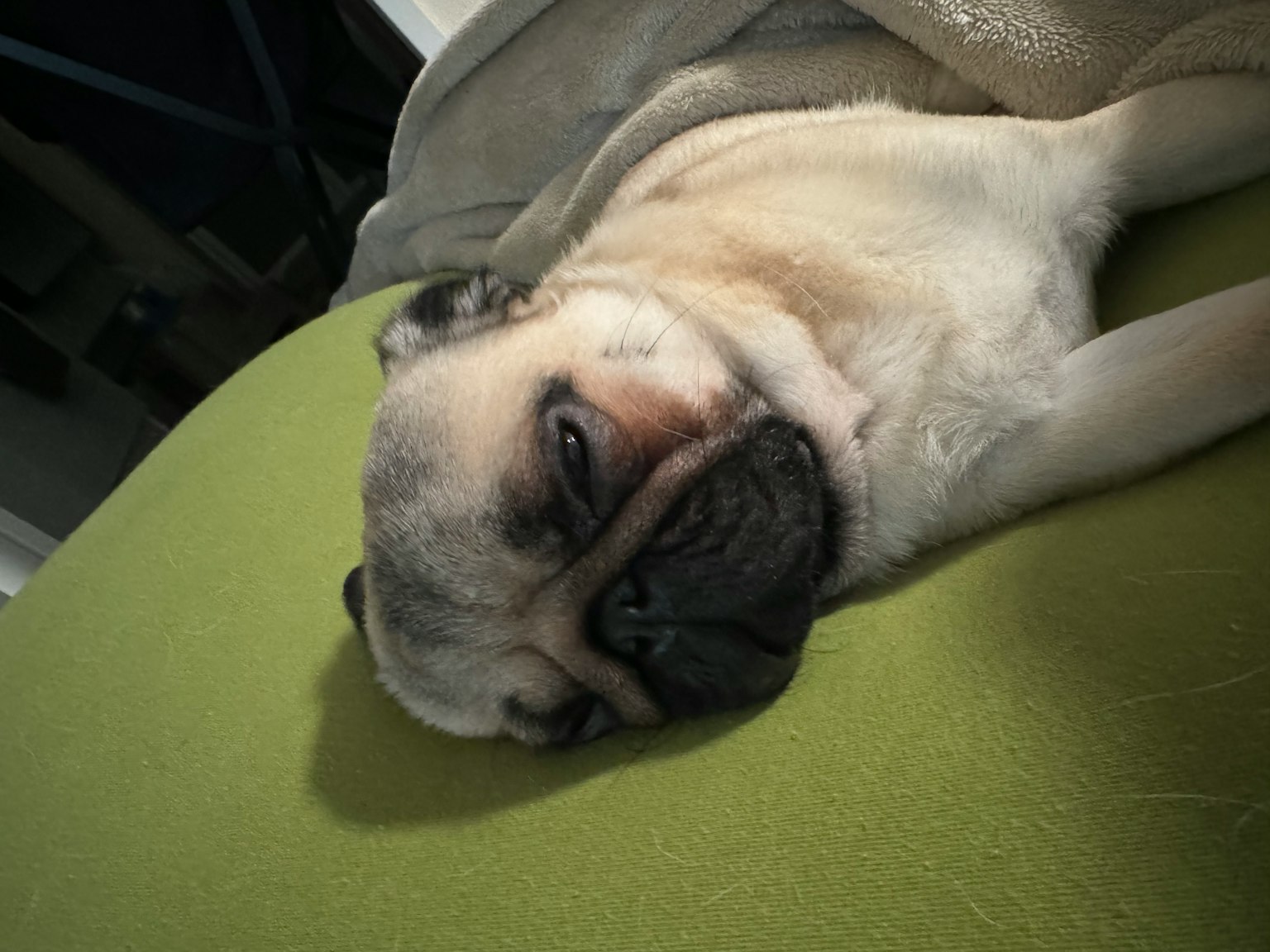 Un cane bulldog francese che dorme su un cuscino verde