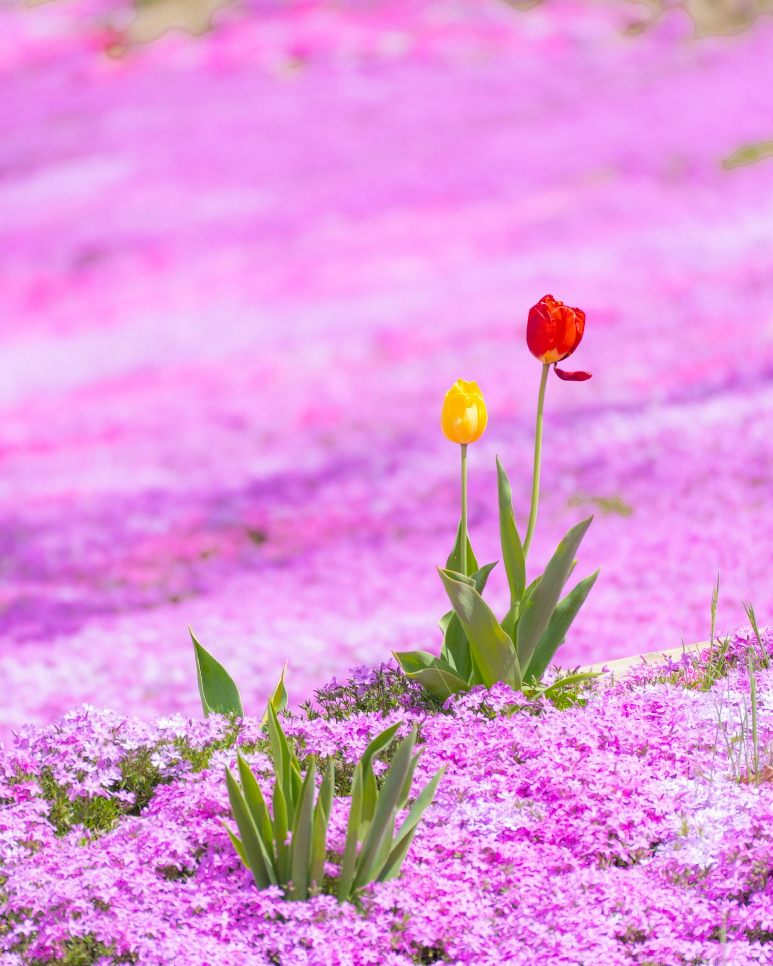 Red tulip and yellow tulip surrounded by pink flowers