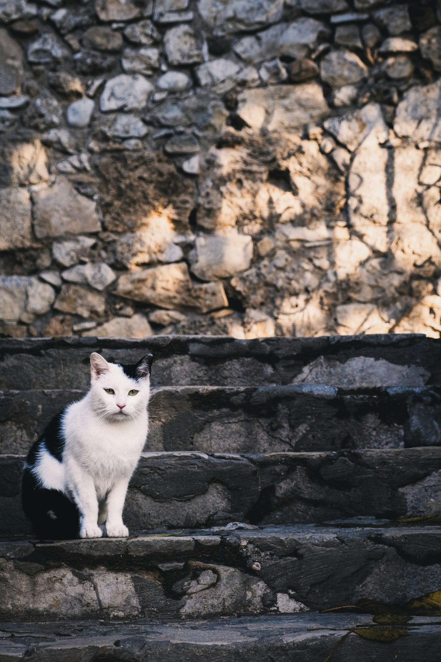 Un chat noir et blanc assis sur des marches en pierre