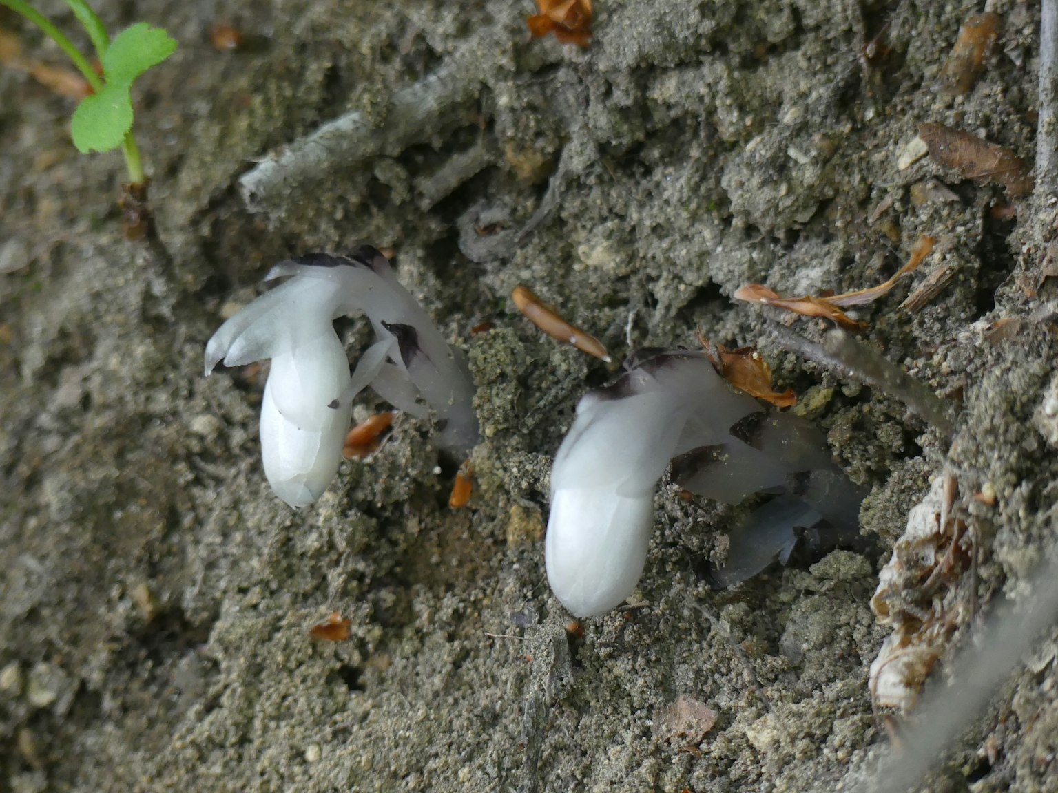 Two white mushroom-like structures emerging from the soil