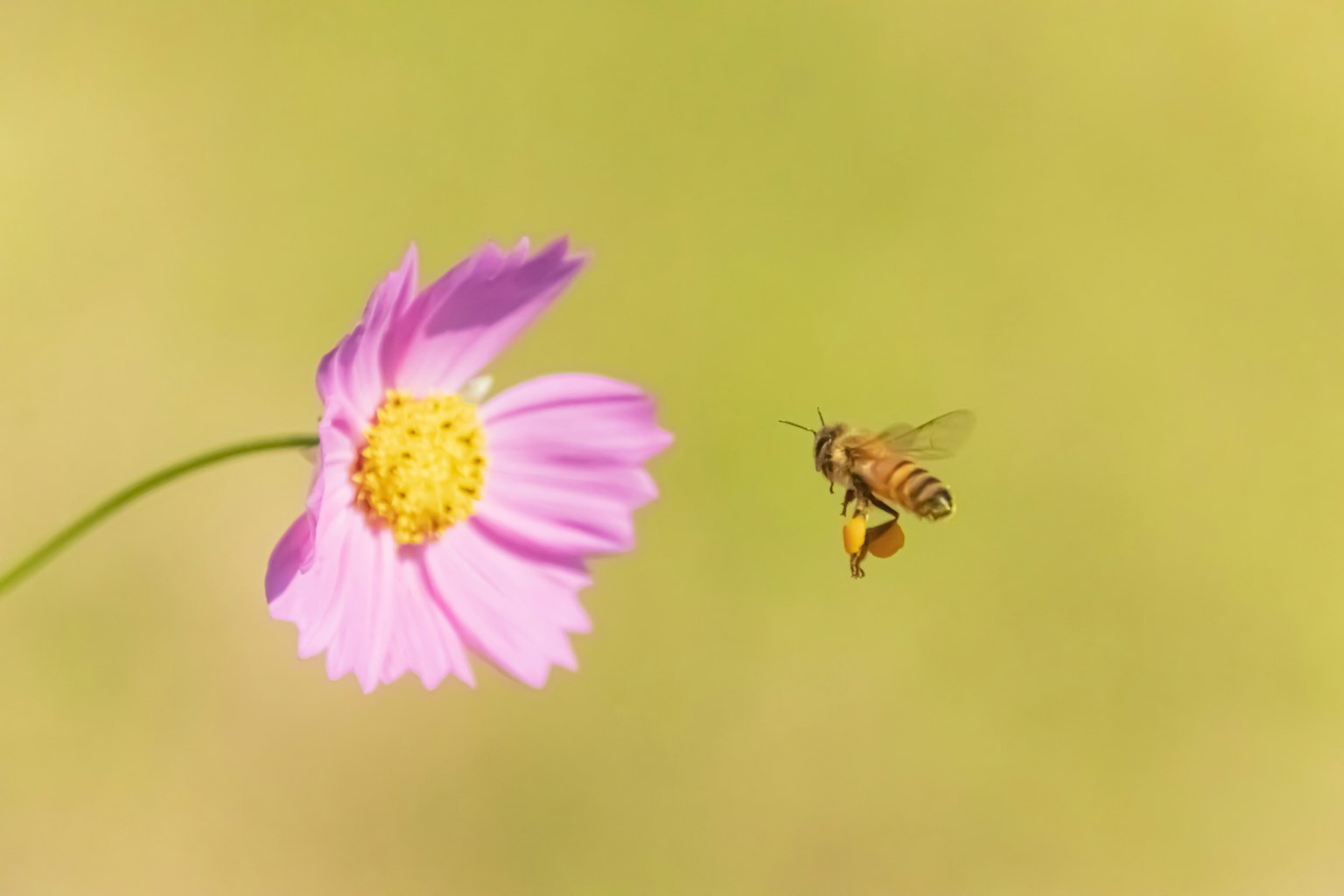 Una abeja acercándose a una flor rosa con un fondo suave y borroso
