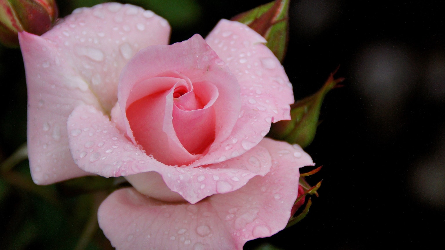 Eine zarte rosa Rose mit Wassertropfen auf den Blütenblättern