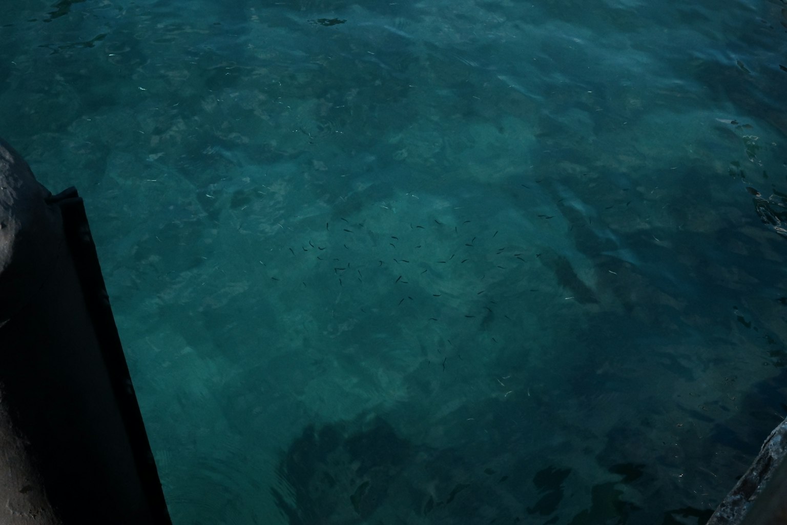 從上方看清澈的藍色水面，水中可見海洋生物