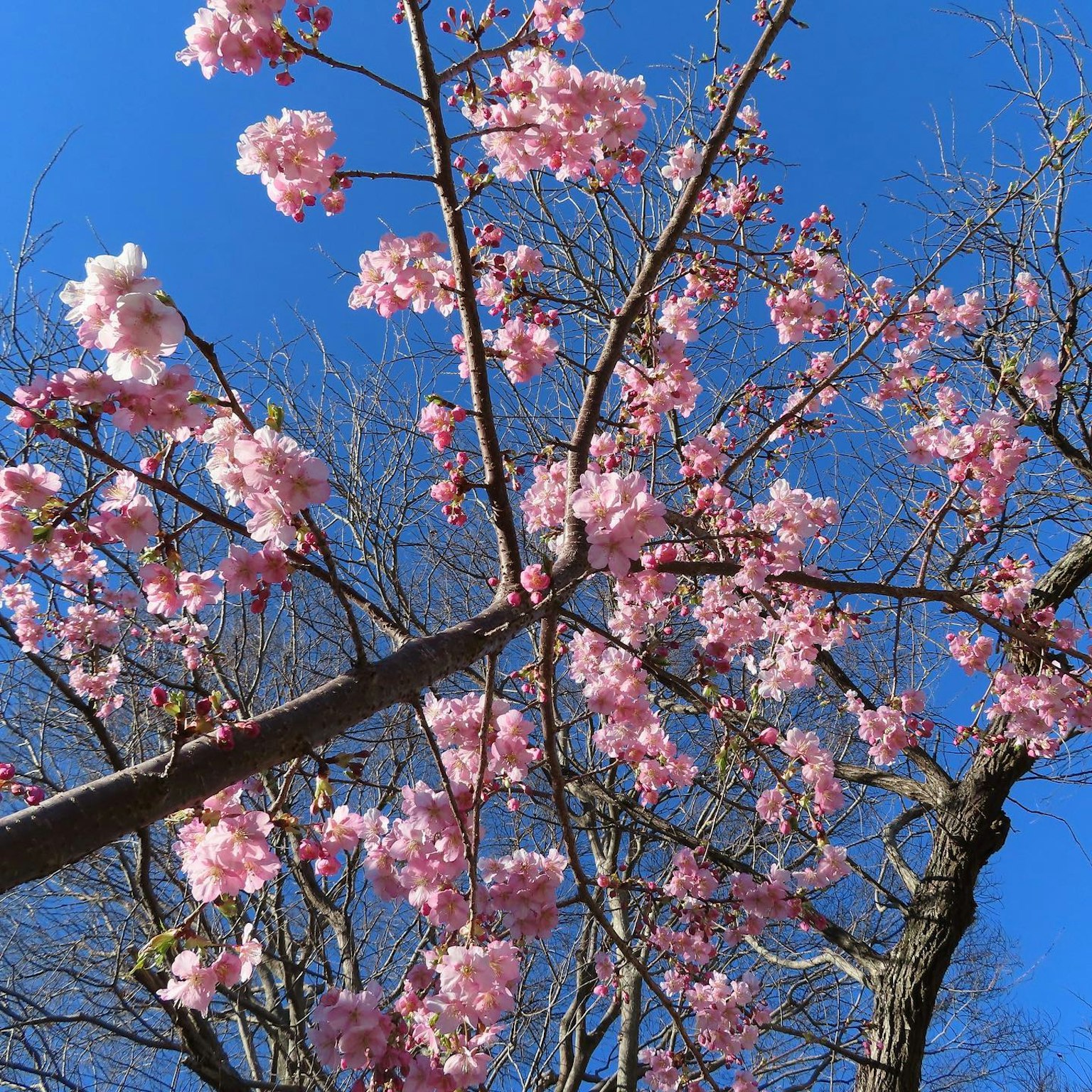 Flores de cerezo en plena floración contra un cielo azul claro