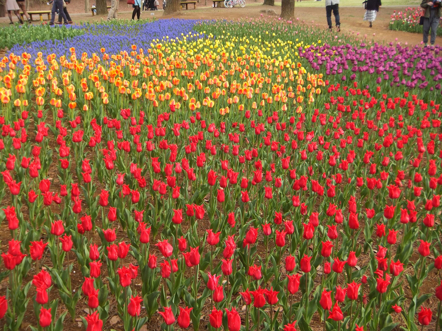 Ein lebhaftes Blumenfeld mit bunten Tulpen in Rot, Gelb und Lila