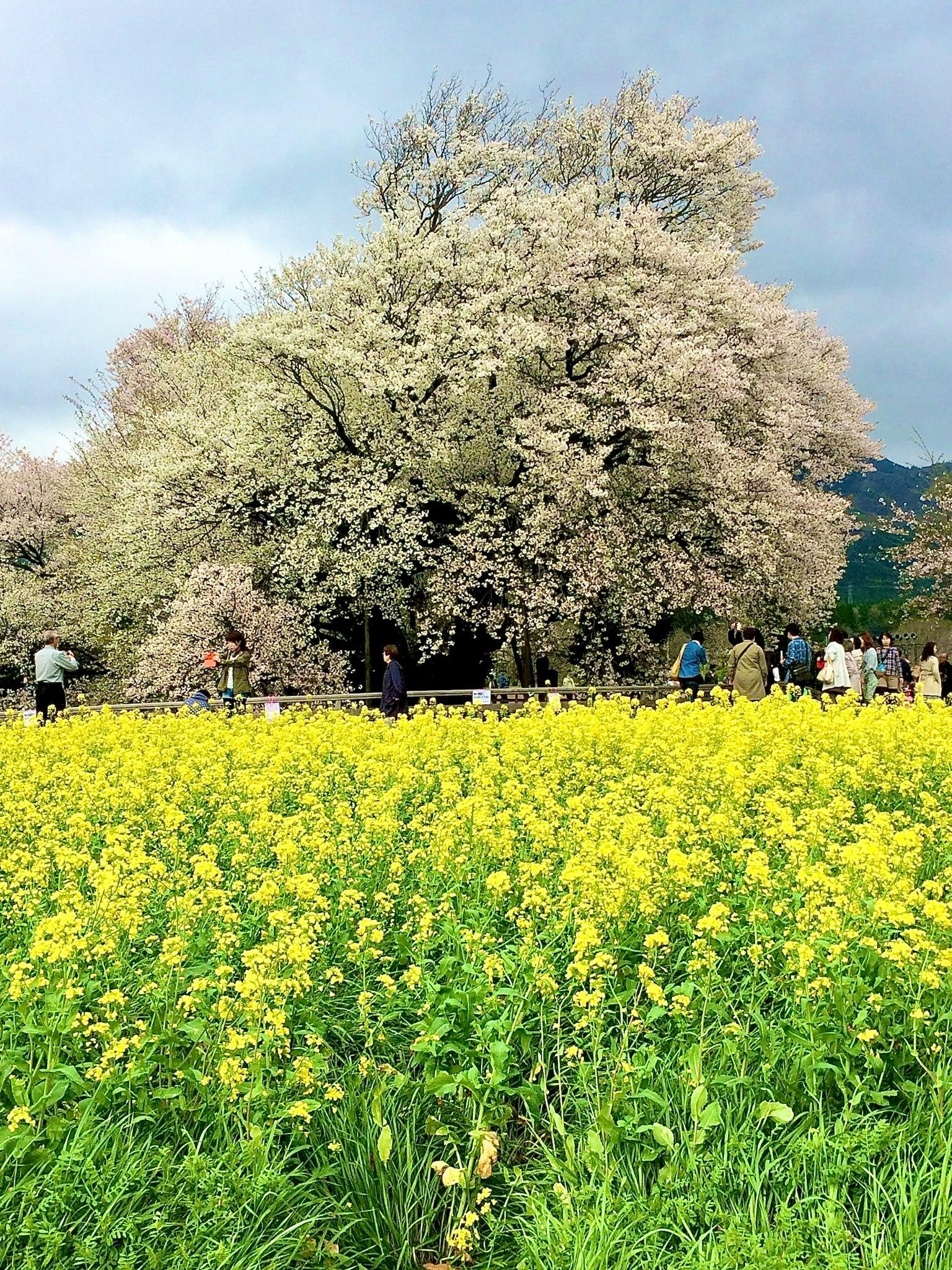 Pohon sakura dikelilingi bunga kuning dan orang-orang