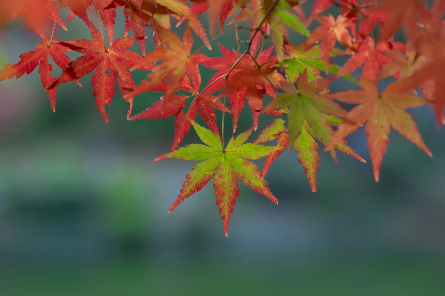 Bunte Herbstahornblätter im Kontrast zu einem grünen Hintergrund