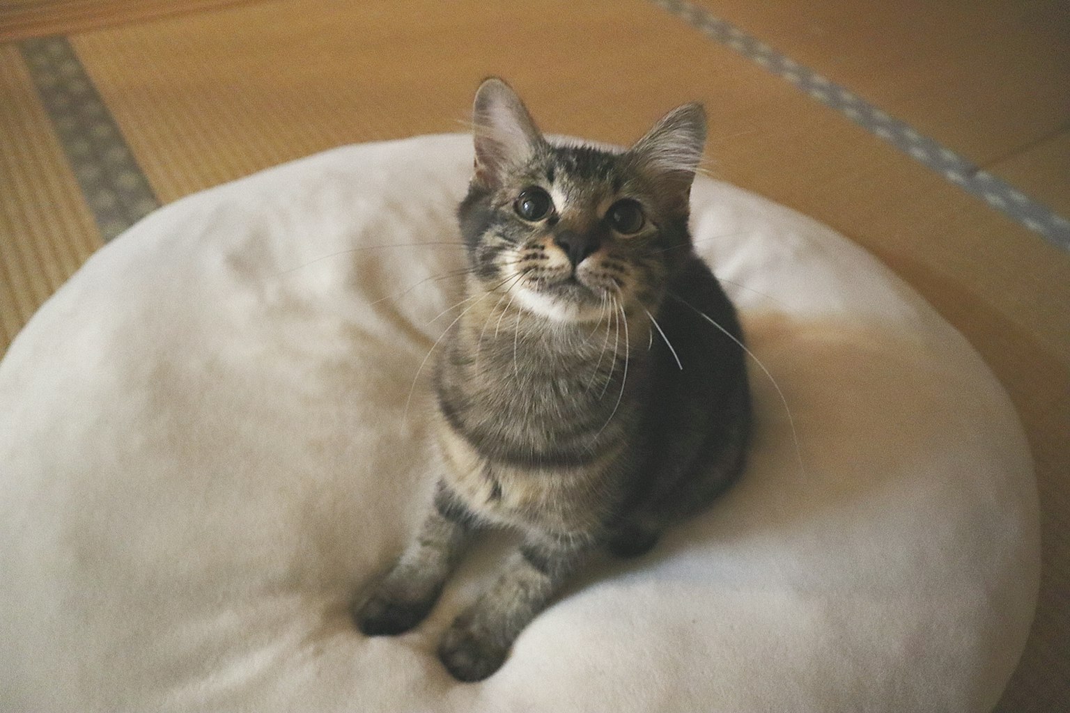 一只猫坐在柔软的垫子上仰望