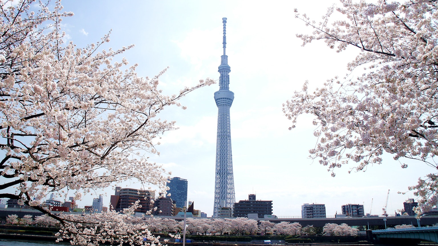 Vista della Tokyo Skytree circondata da ciliegi in fiore