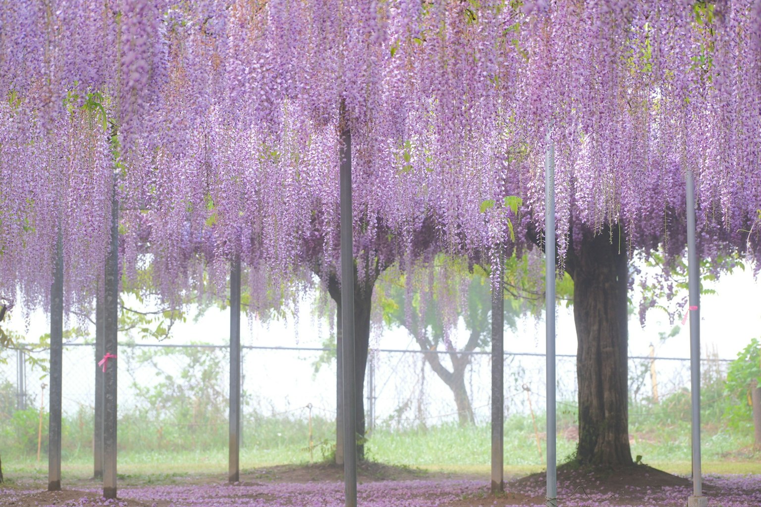 ทิวทัศน์ที่มีดอกวิสทีเรียสีม่วงห้อยอยู่ใต้ต้นไม้