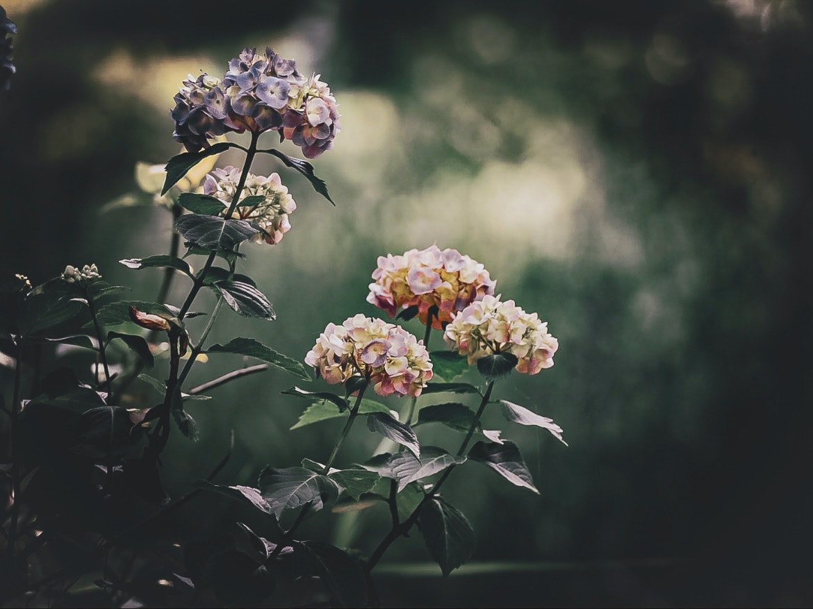 木陰で咲く紫陽花の花と柔らかな背景ボケ