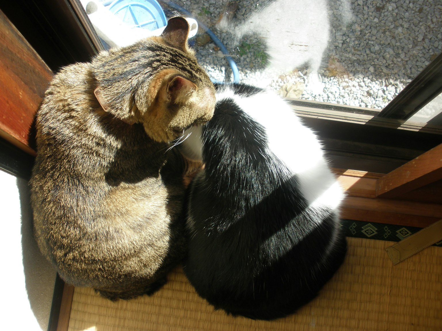 Due gatti accoccolati al sole vicino a una finestra