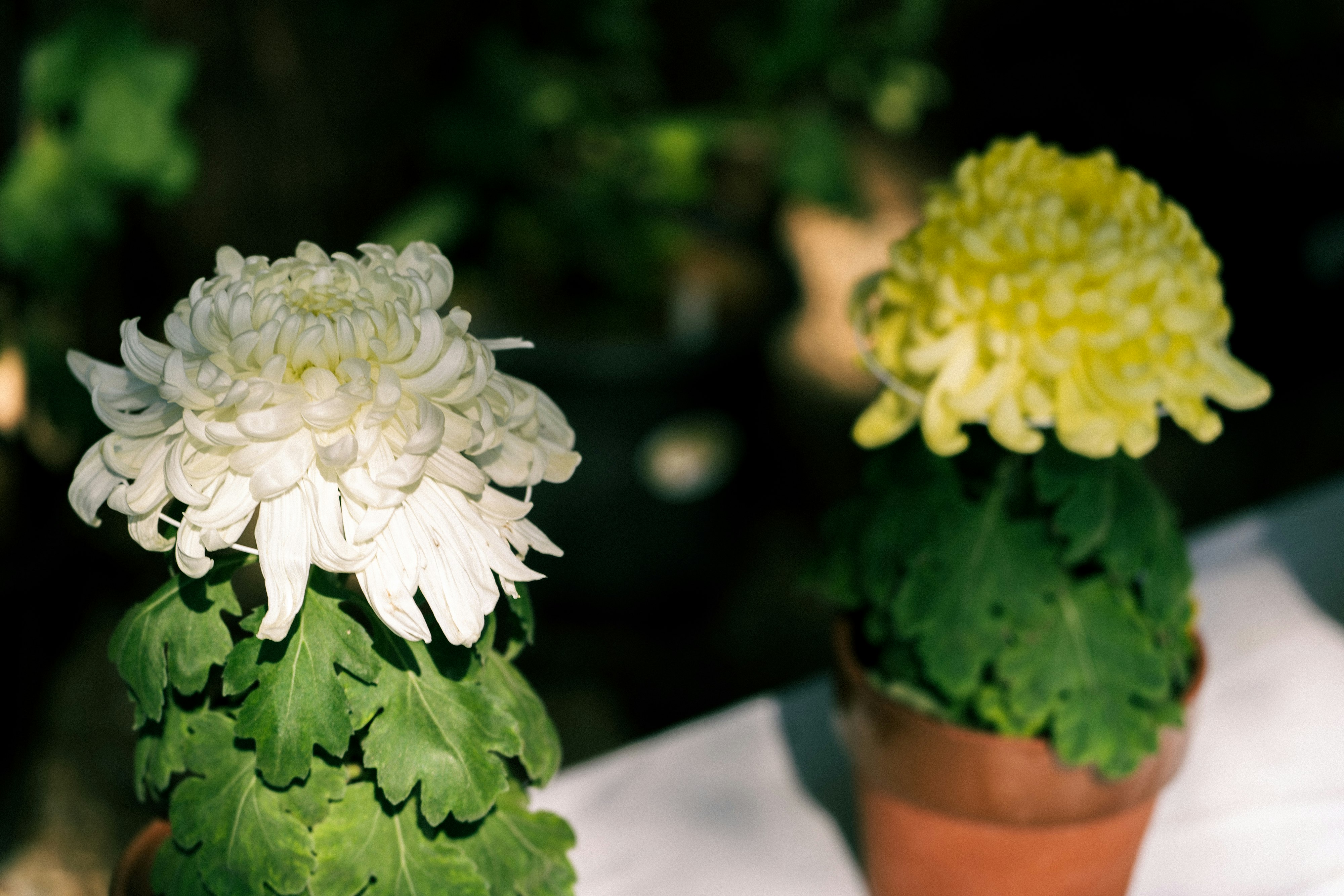 鉢植えの白い菊と黄色い菊の花
