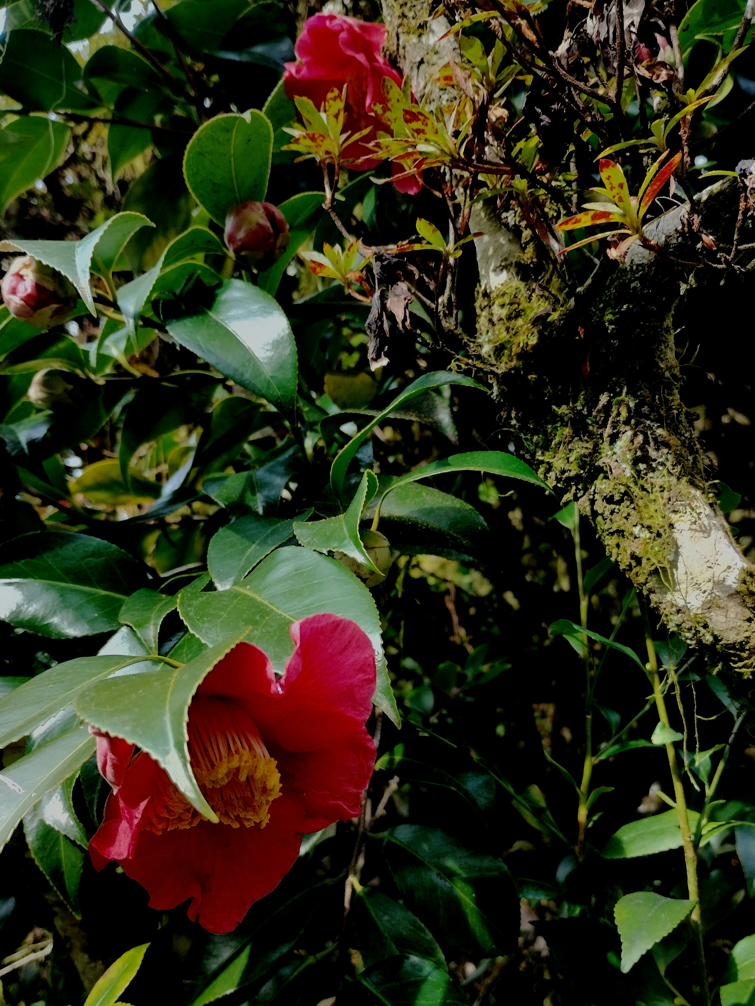 苔むした岩の周りに咲く赤い椿の花