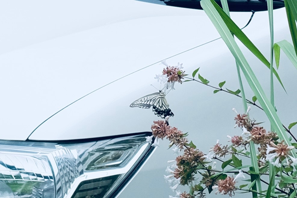 汽車引擎蓋旁的花與葉