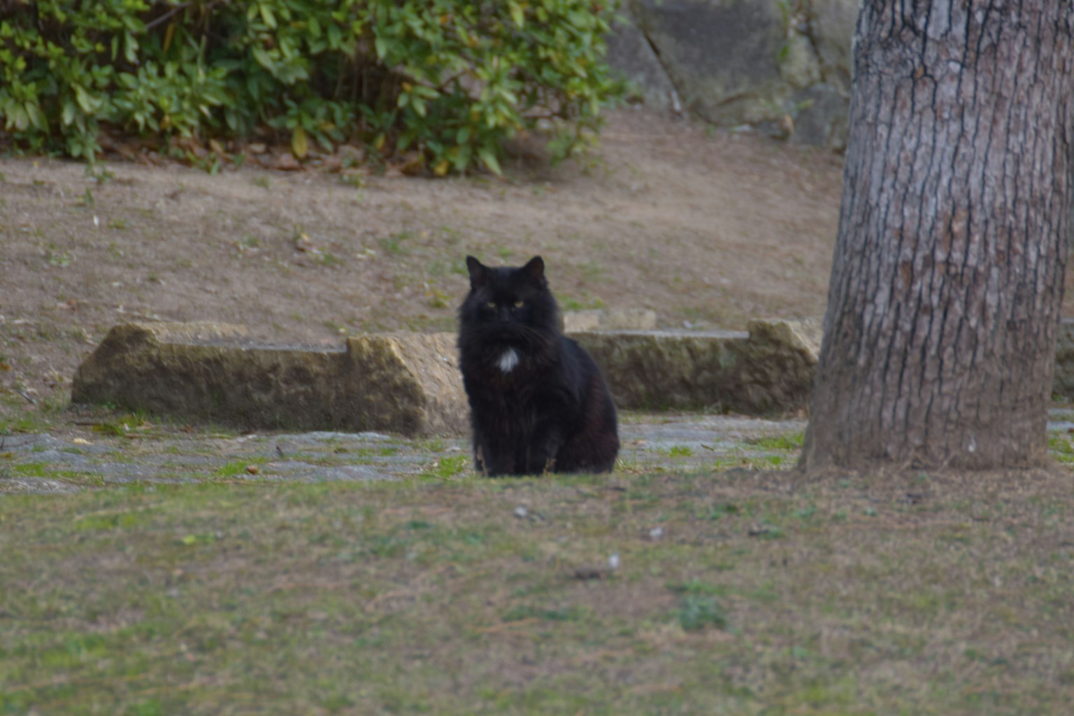 一只黑猫坐在树旁的草地上