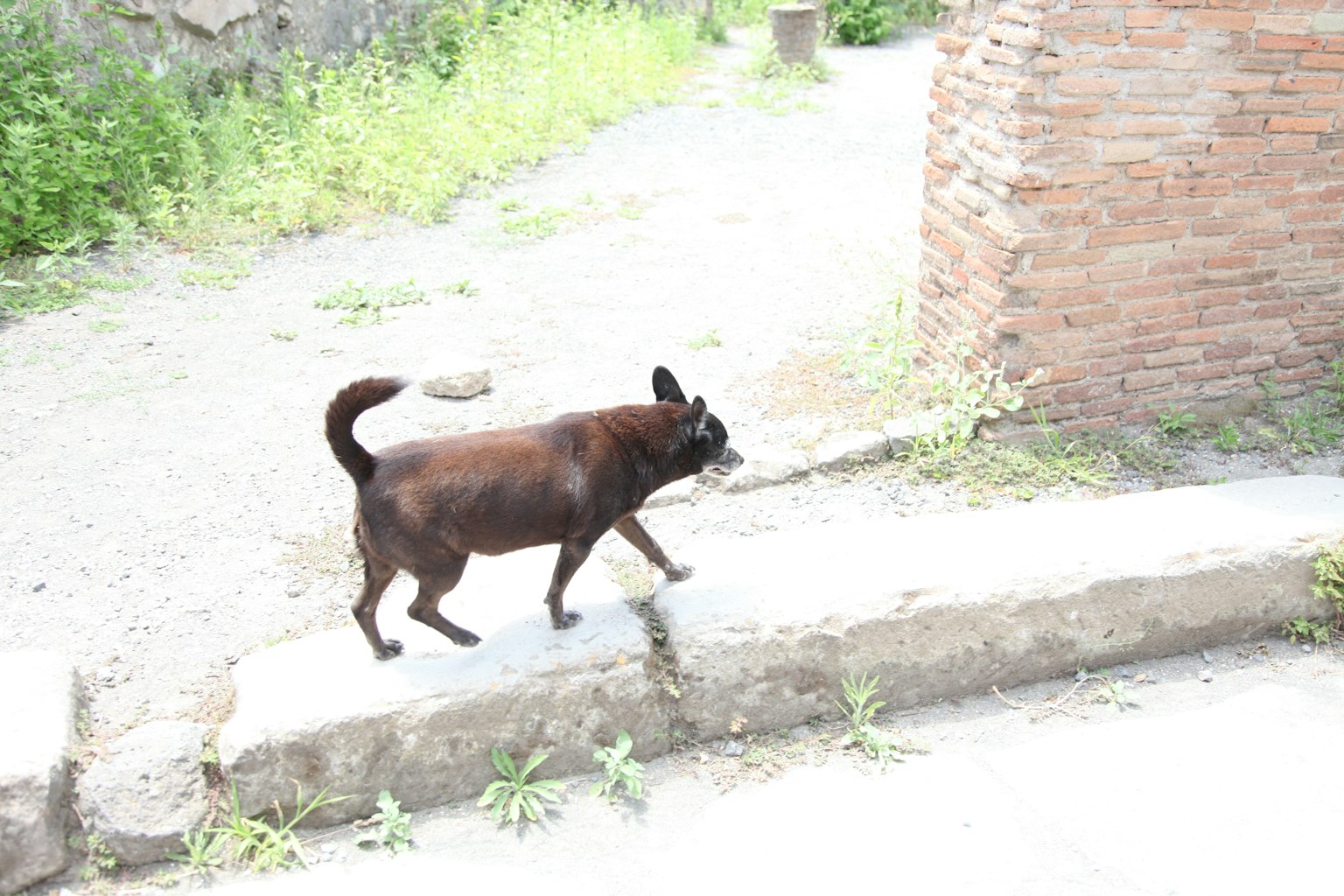 Seekor anjing hitam berjalan di sepanjang jalan dengan latar belakang hijau