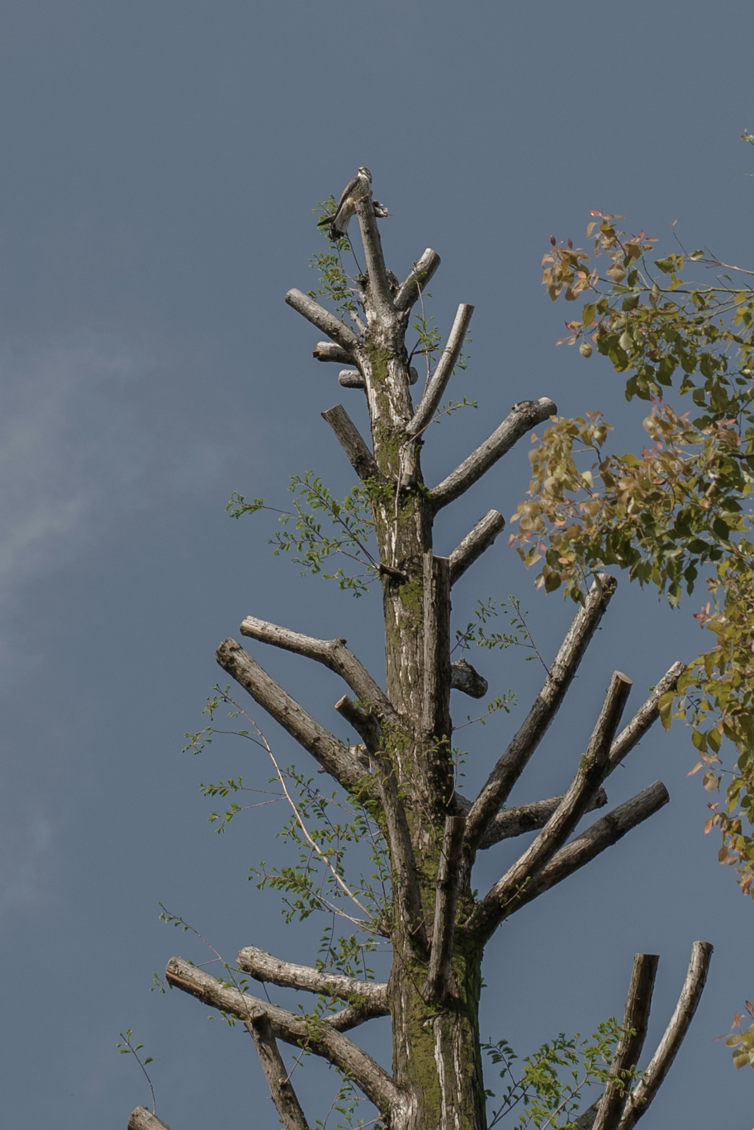 A tall dead tree with jagged branches against a blue sky