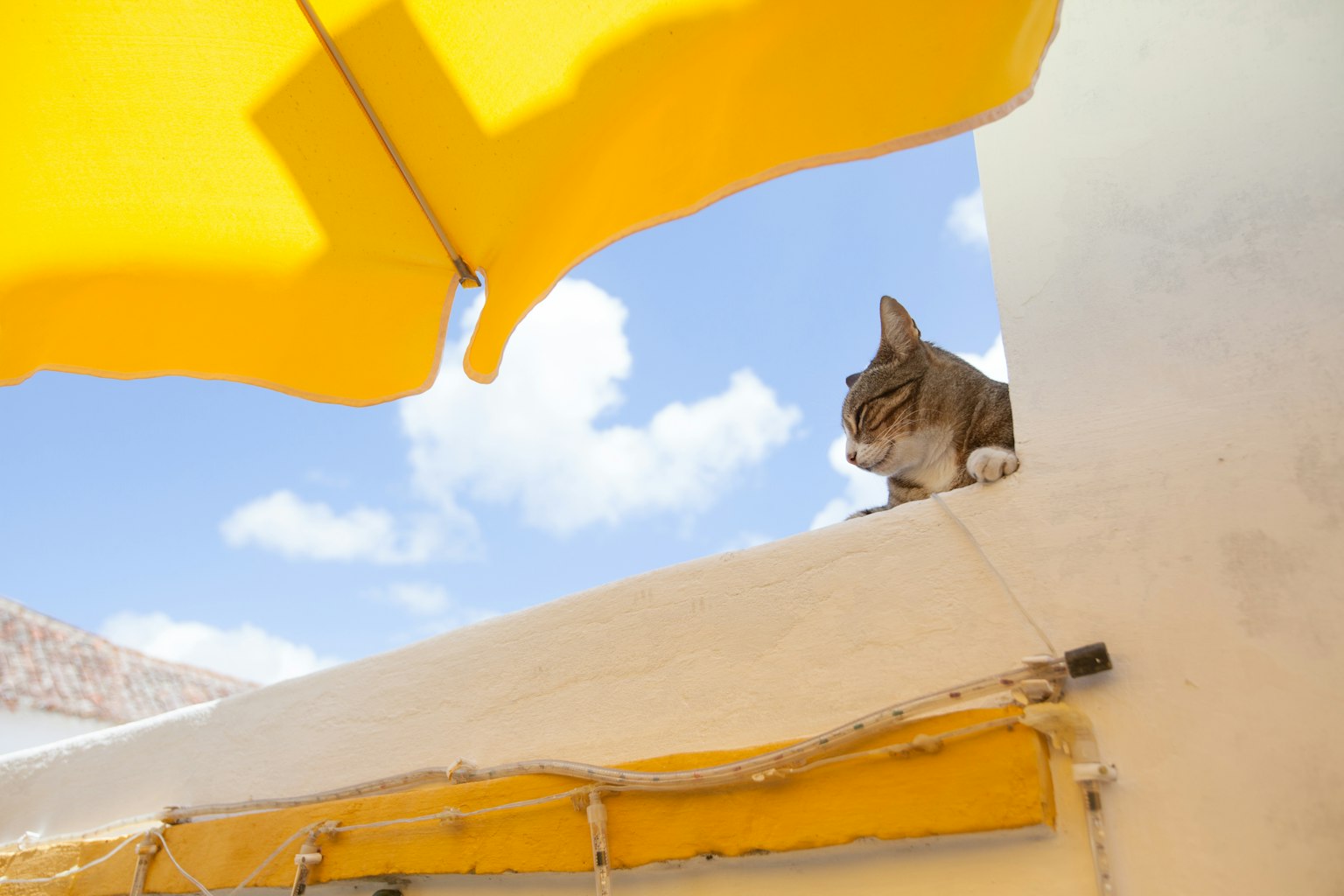Eine Katze, die unter einem gelben Sonnenschirm mit blauem Himmel entspannt