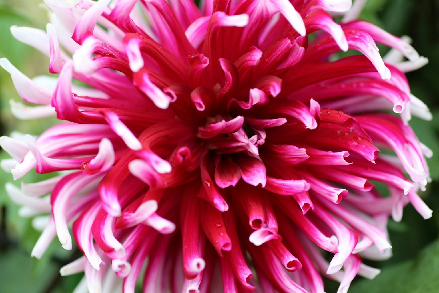 Primo piano di un fiore vibrante rosa e bianco con forme di petali uniche