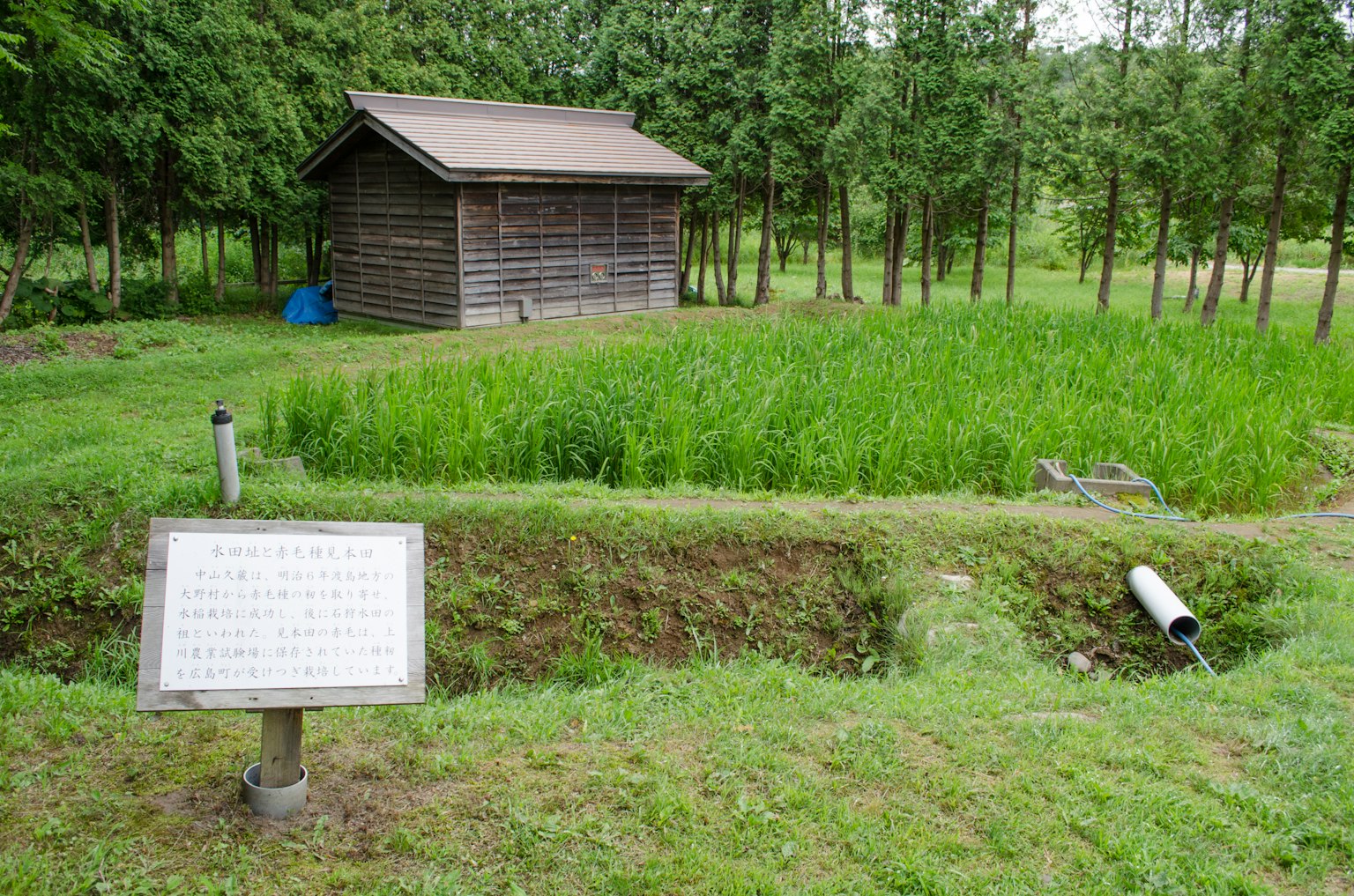 Une cabane en bois entourée de rizières vertes avec un étroit canal d'eau et un panneau d'information