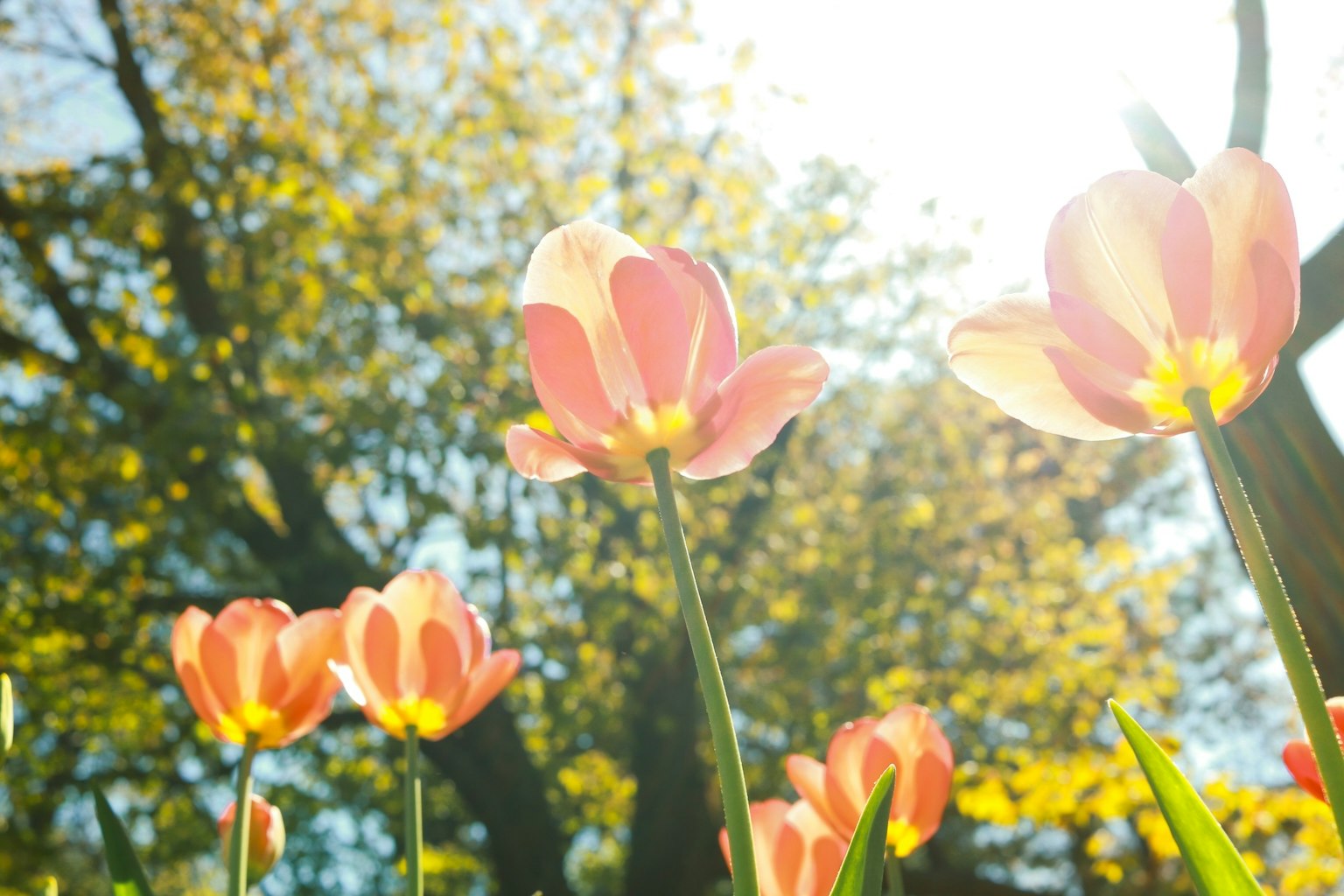 Bunga tulip pink mekar di bawah sinar matahari cerah