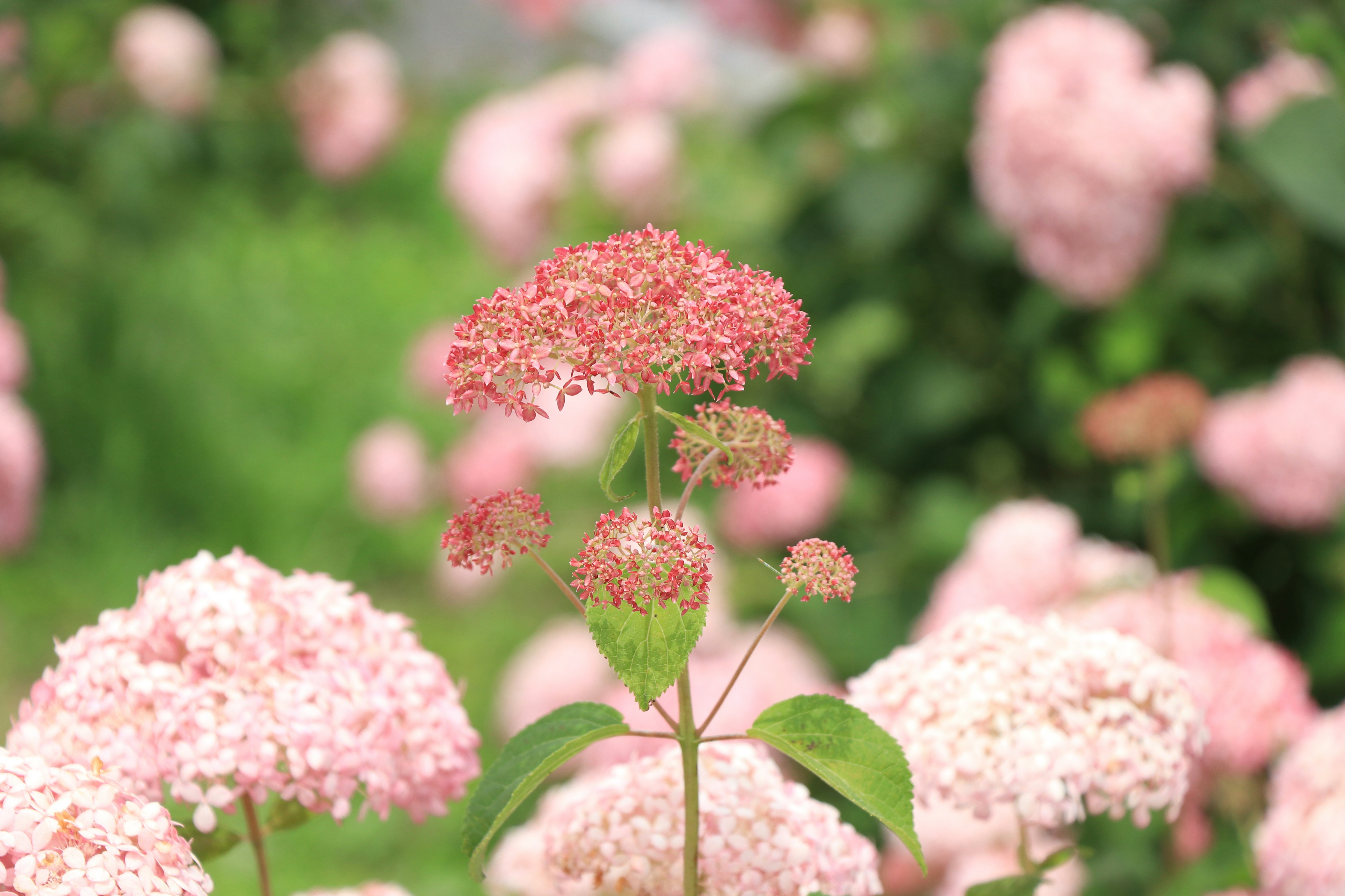 Bunga hydrangea merah muda dengan latar hijau