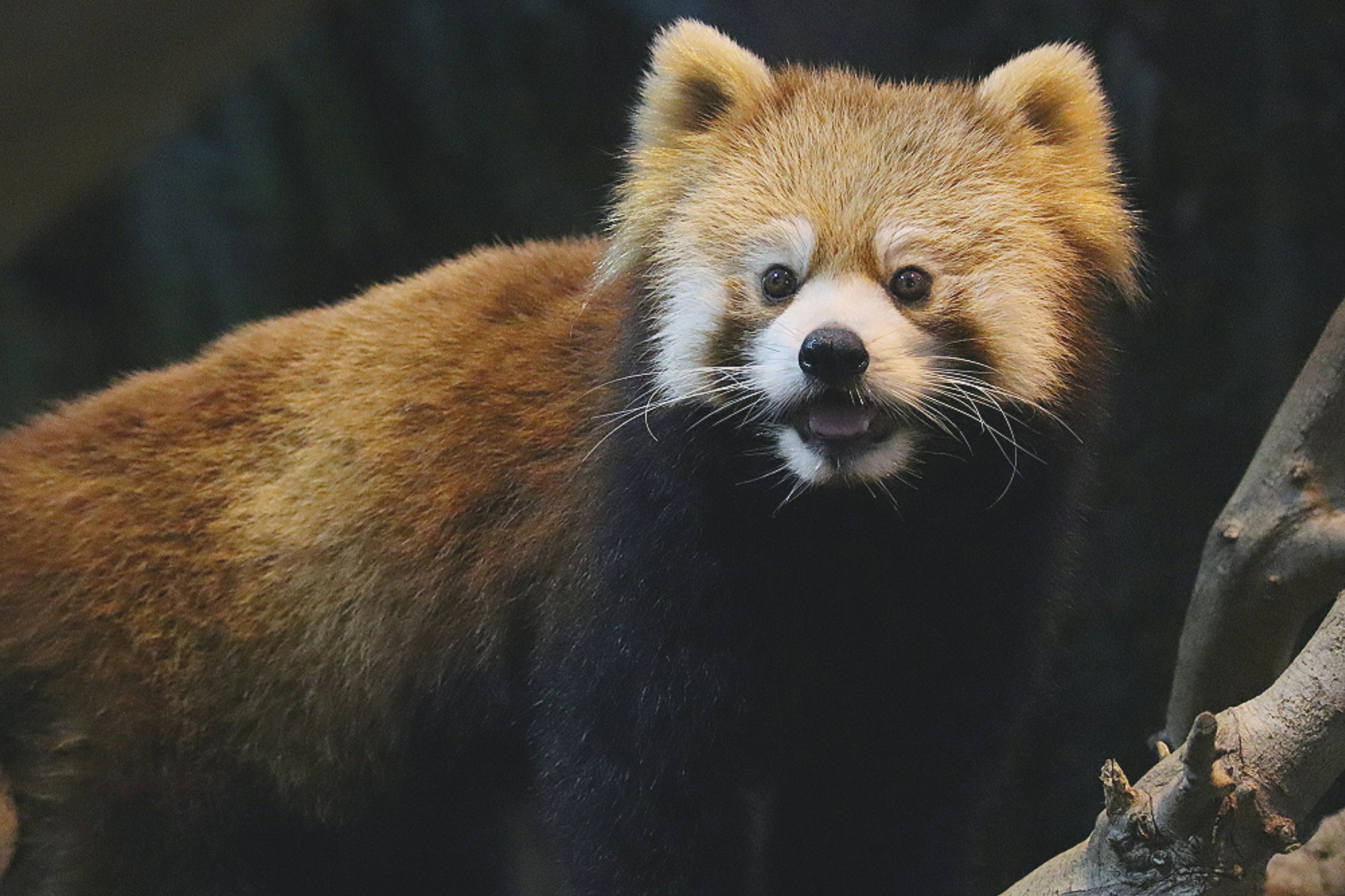 木の枝に乗ったレッサーパンダの顔