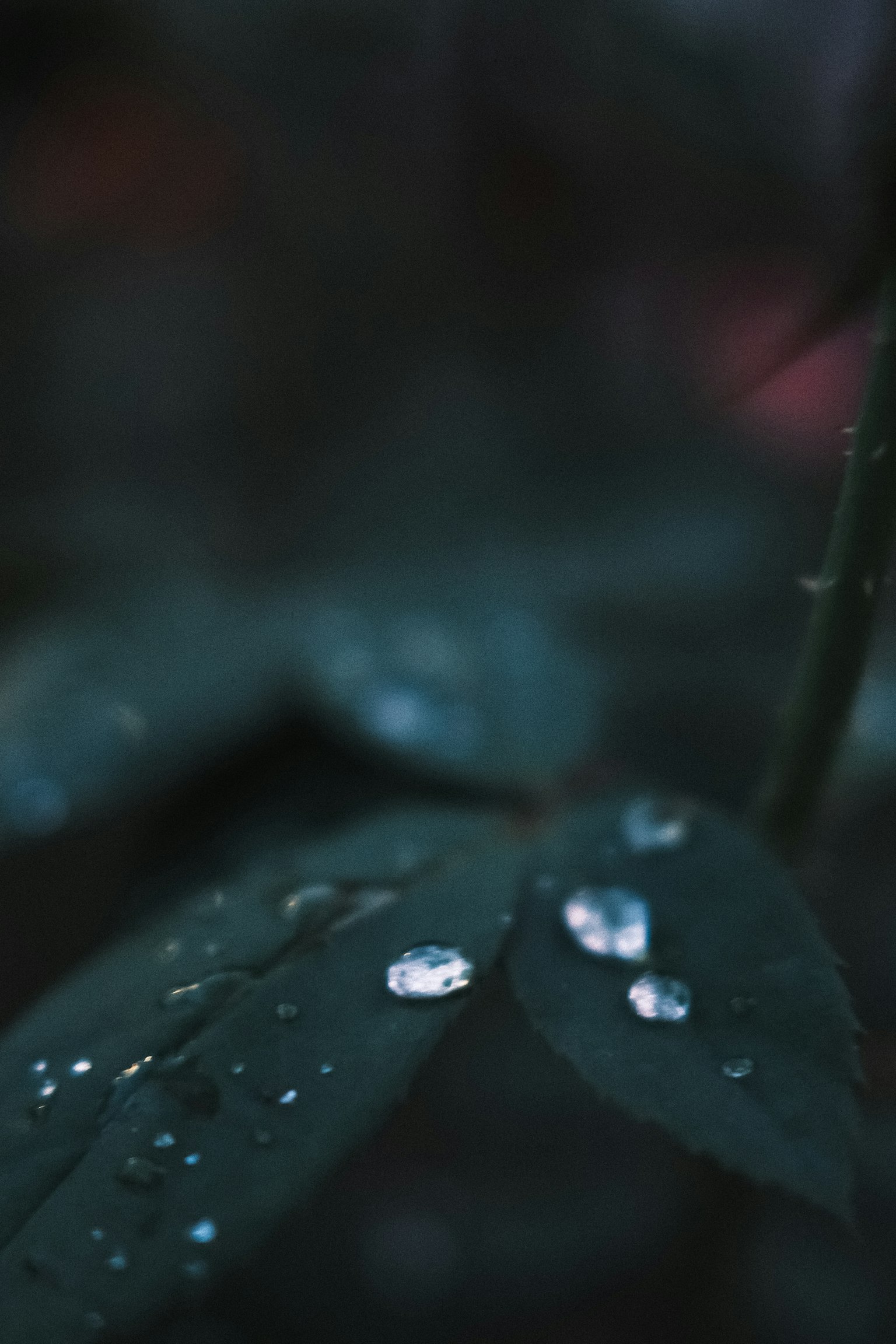 深綠色葉子上的水滴特寫