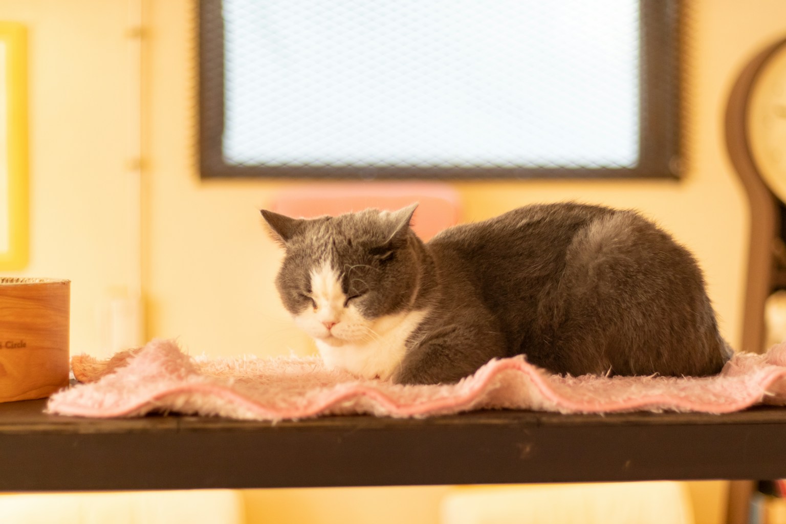 Gray cat sleeping on a soft blanket