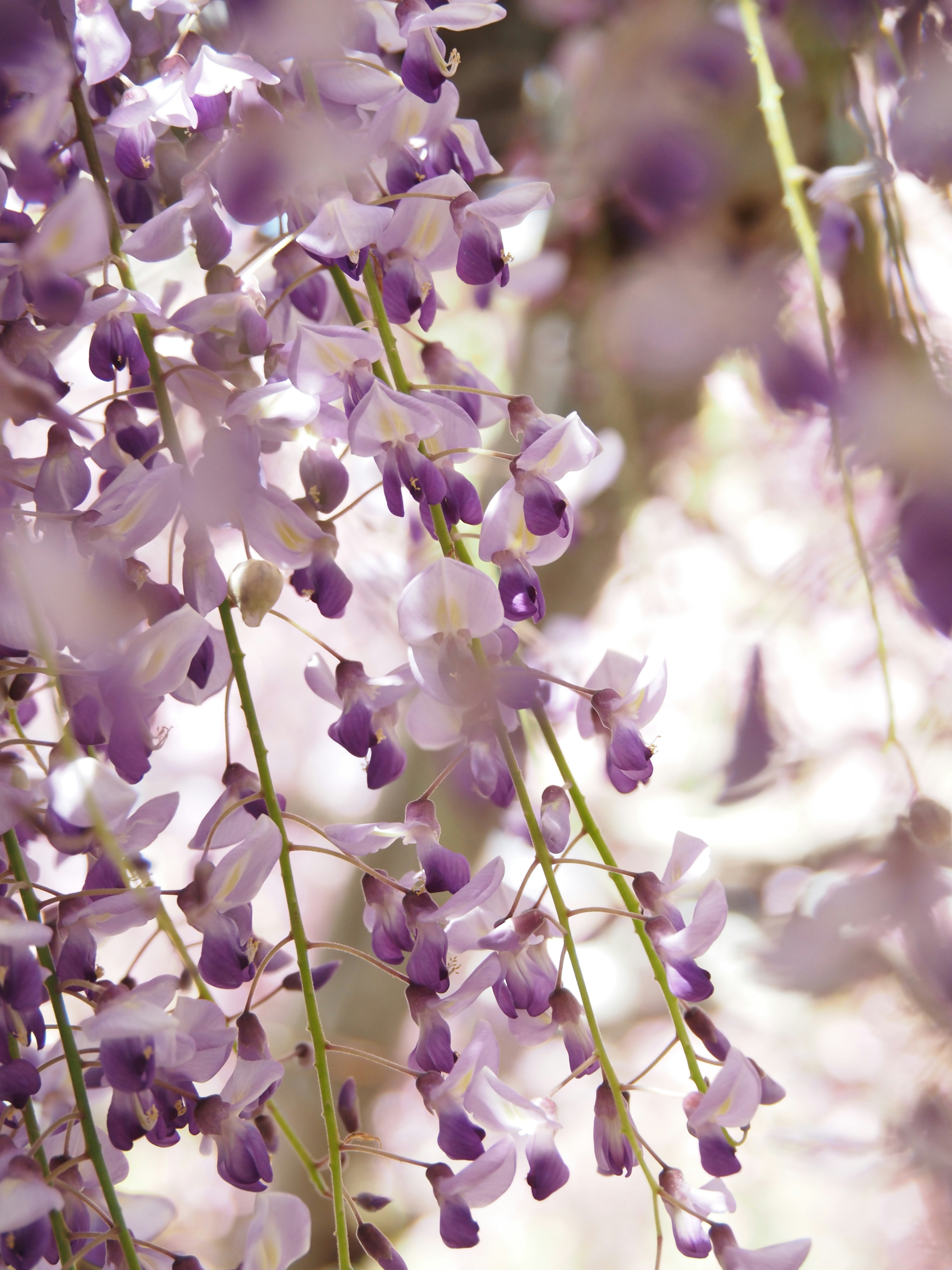 藤の花が揺れるクローズアップの花房