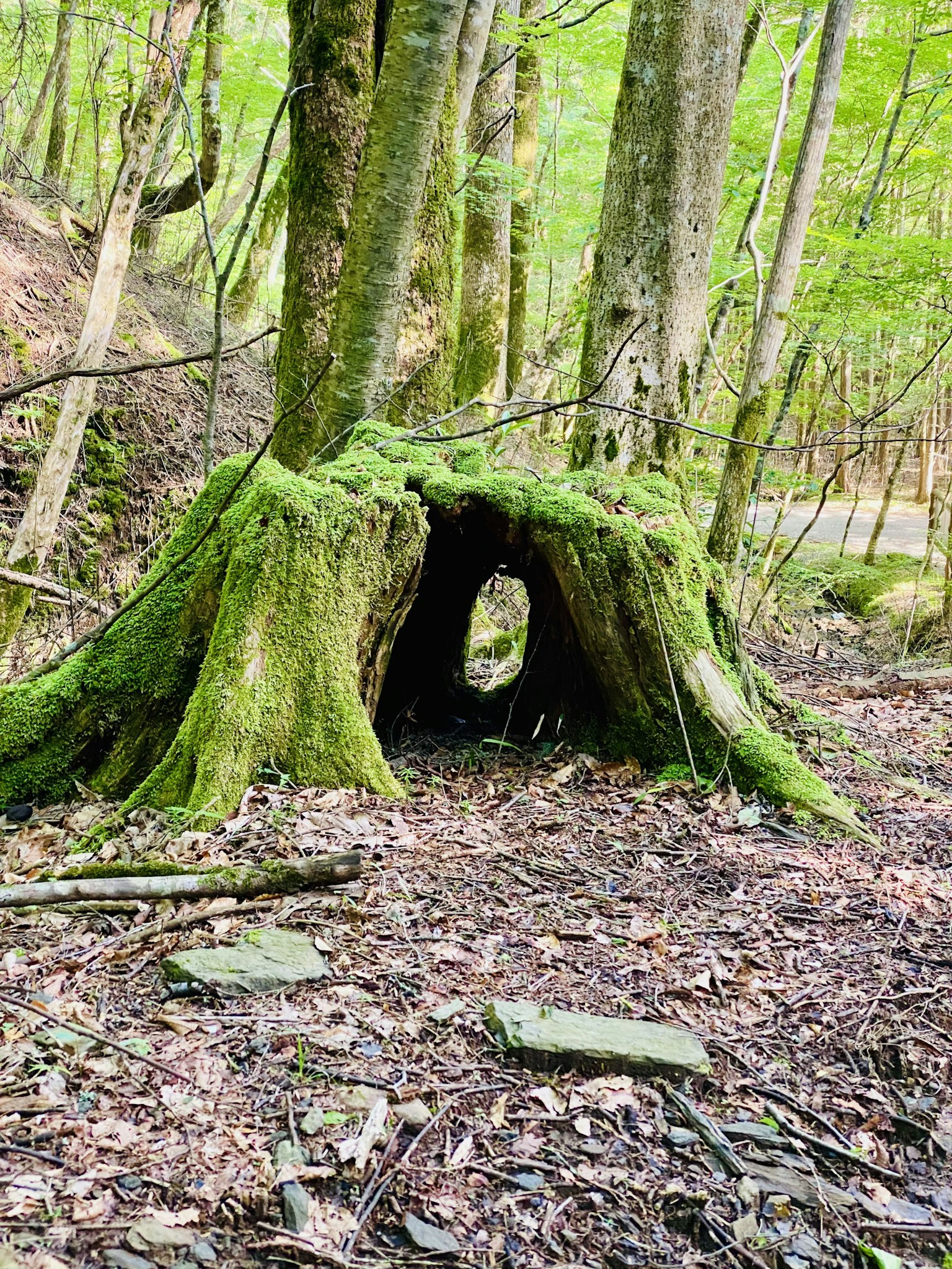 Ceppo d'albero coperto di muschio con un'apertura cava nella foresta