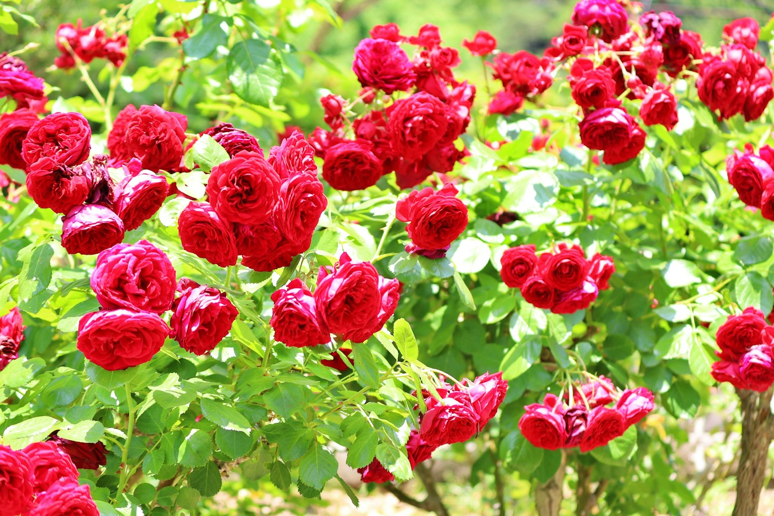 Lebendige rote Rosen blühen in einem Garten