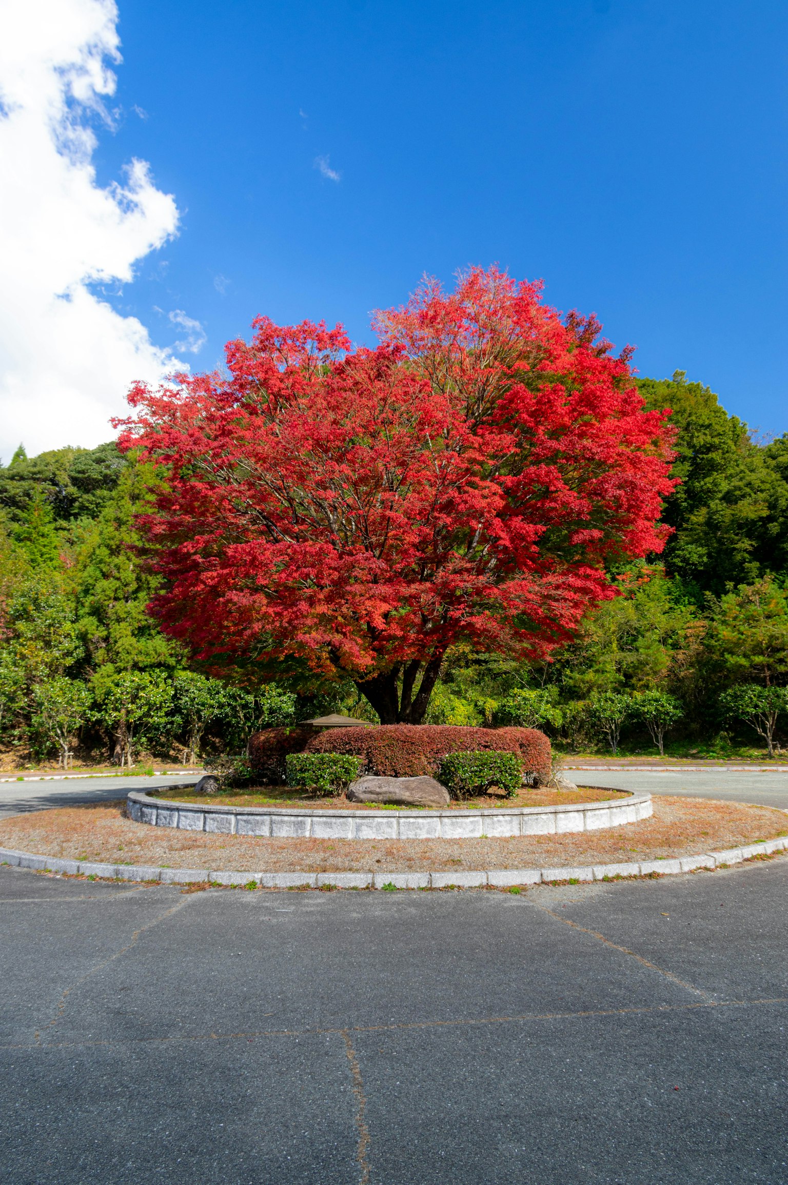 Ein großer Baum mit lebhaften roten Blättern steht im Zentrum einer schönen Landschaft