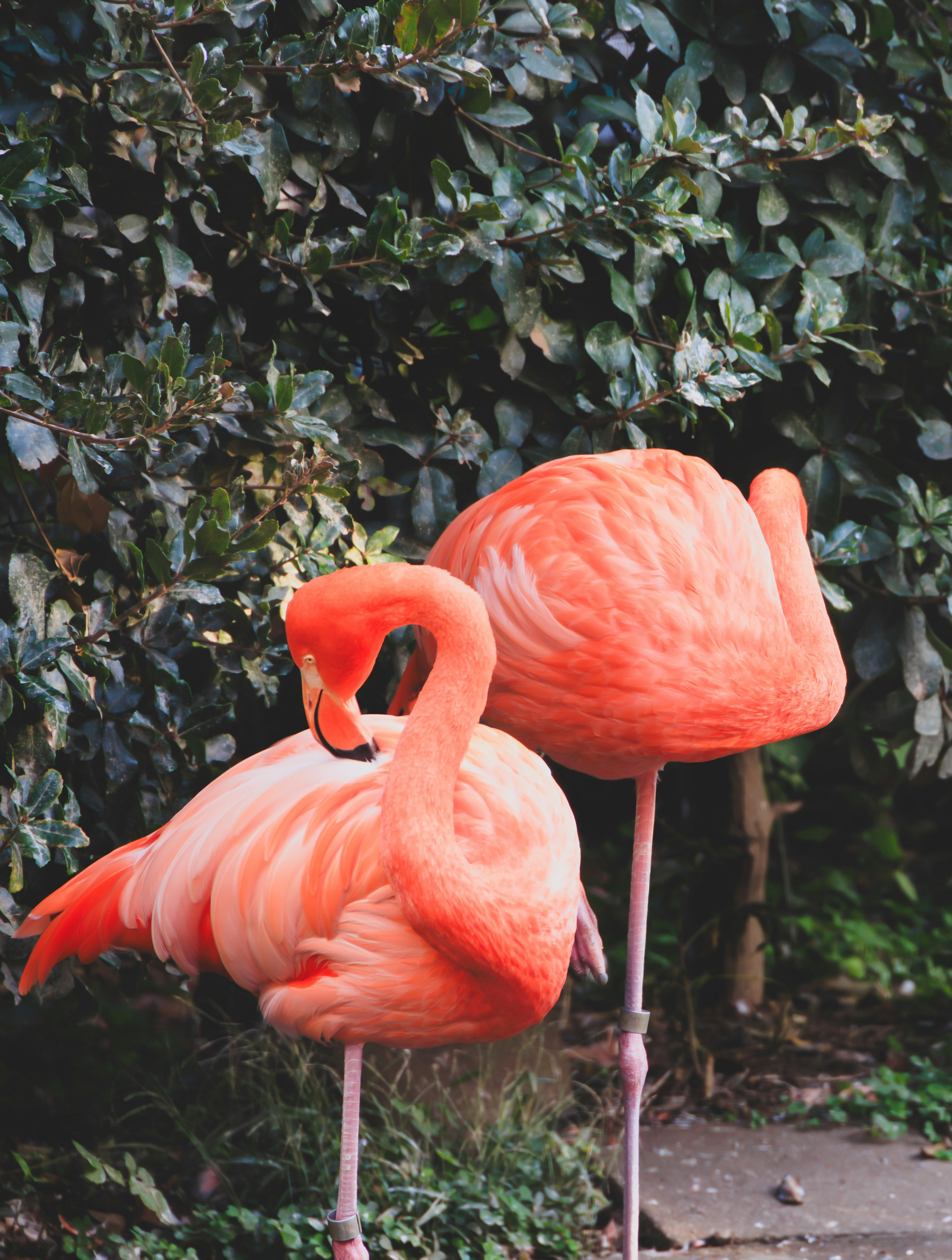 Two bright pink flamingos standing on a garden path