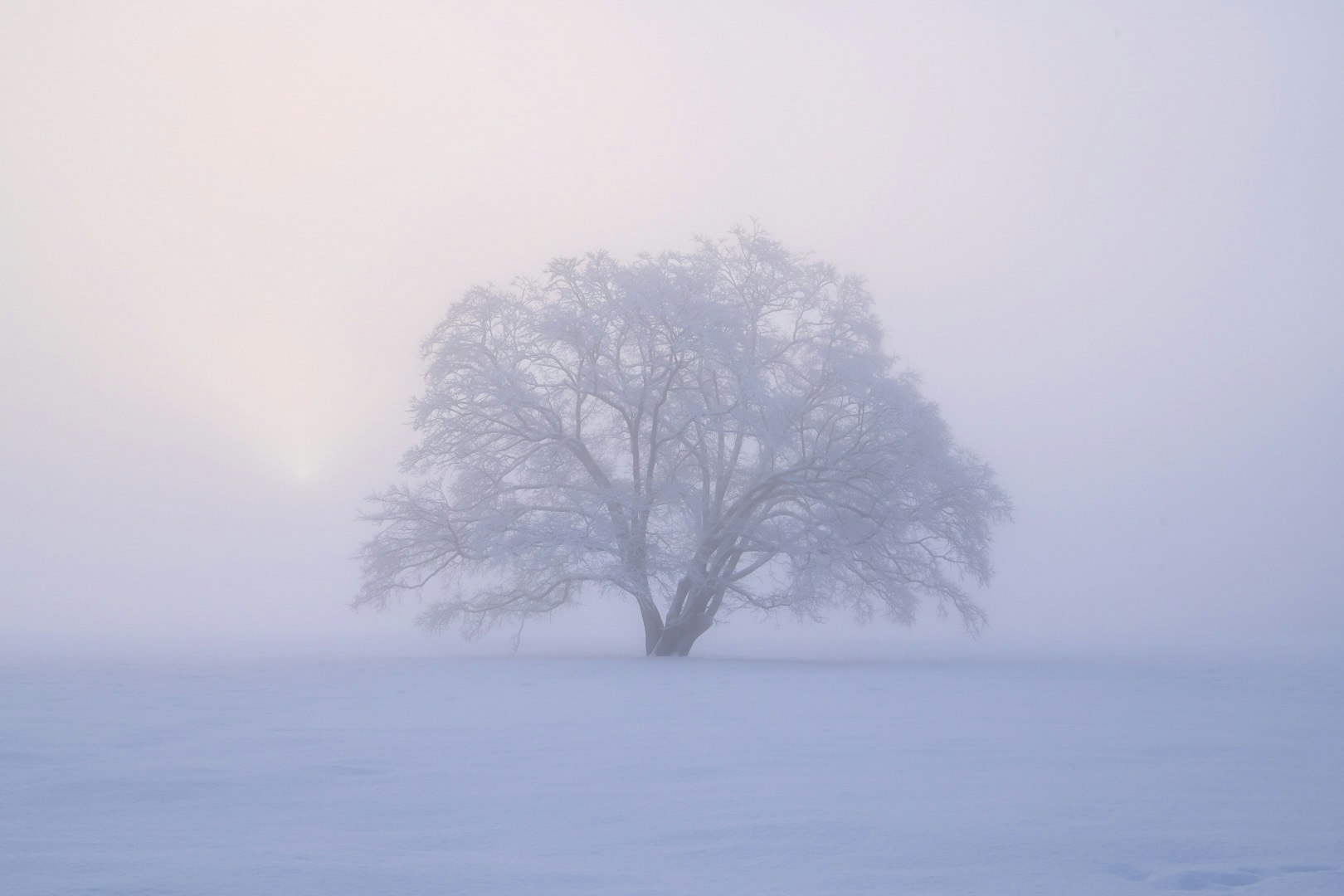un arbre solitaire dans le brouillard avec une surface de lac brumeuse