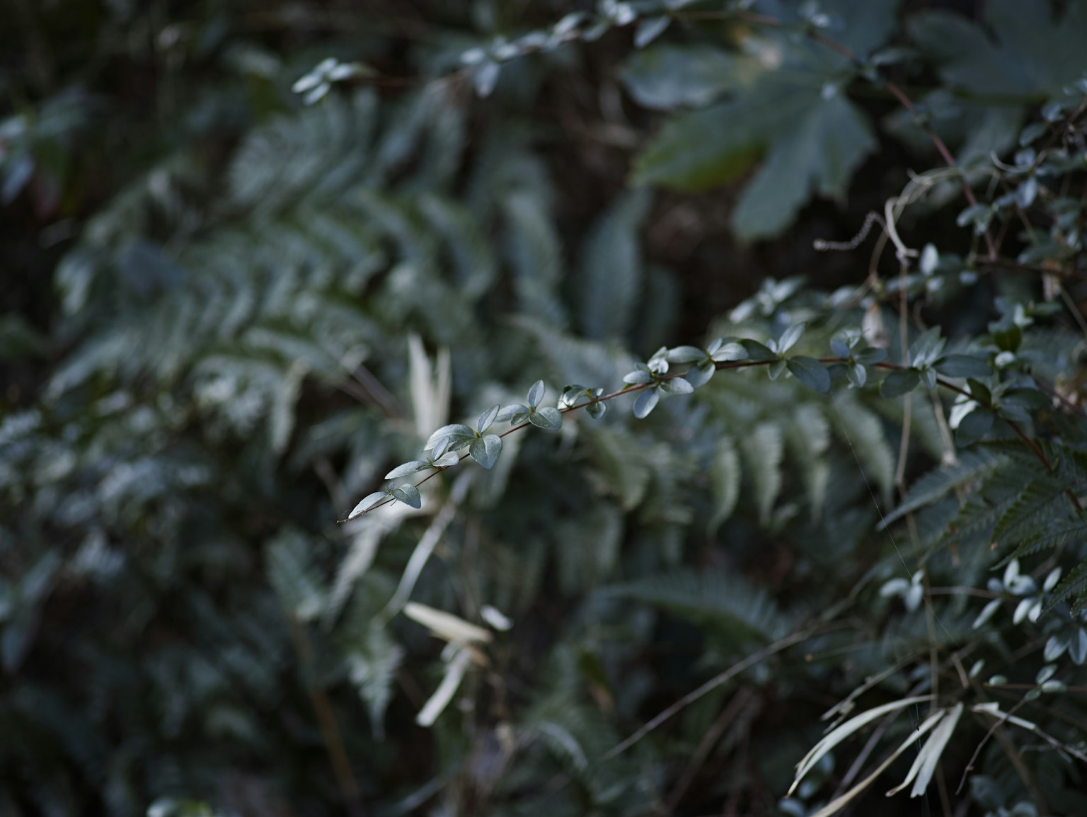 Végétation dense avec des feuilles vert foncé et de l'herbe délicate